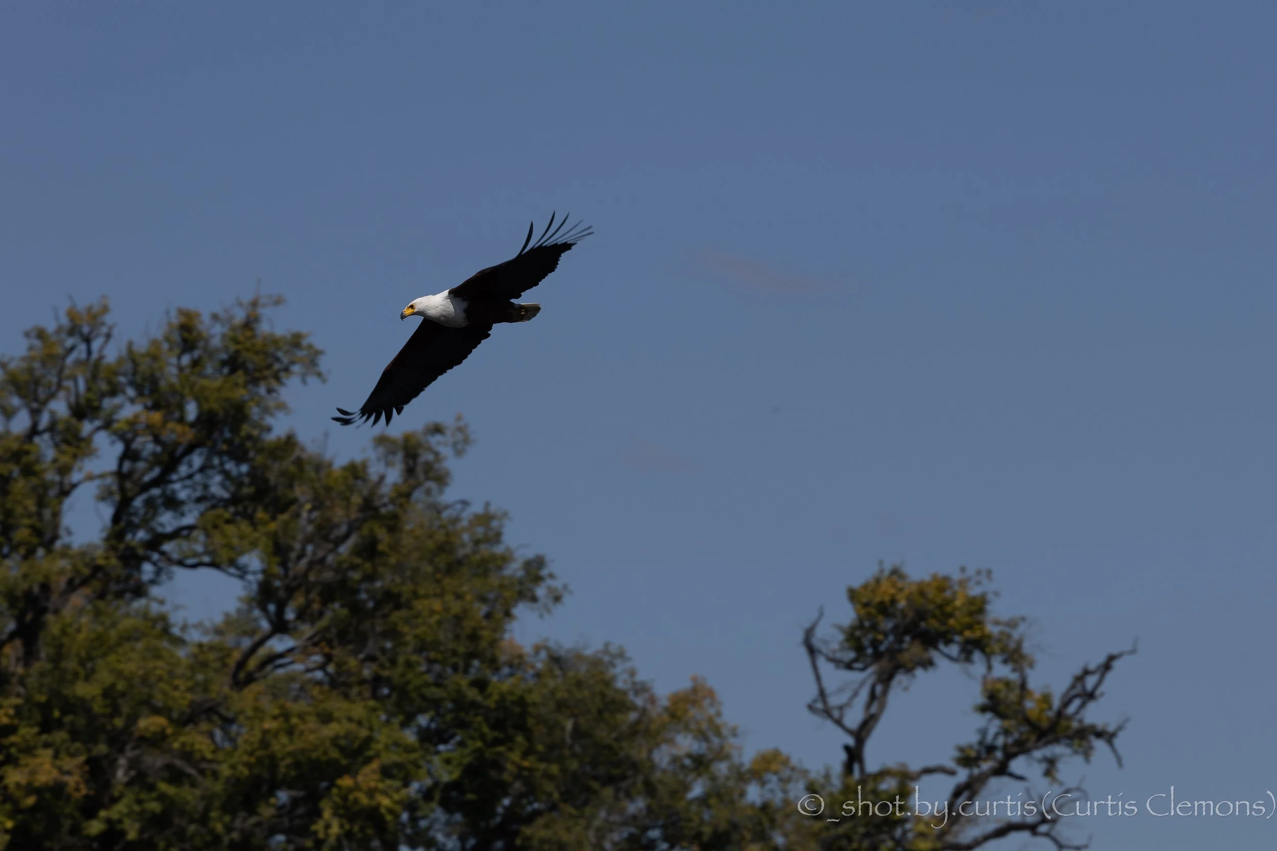 A black and white bird flying in the sky near tree tops.