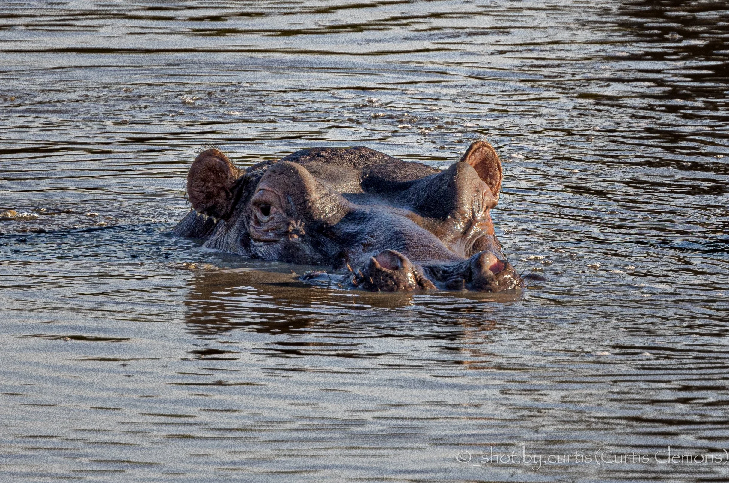 A hippopotamus partially submerged in a body of water, with only its head and part of its back visible above the water surface.