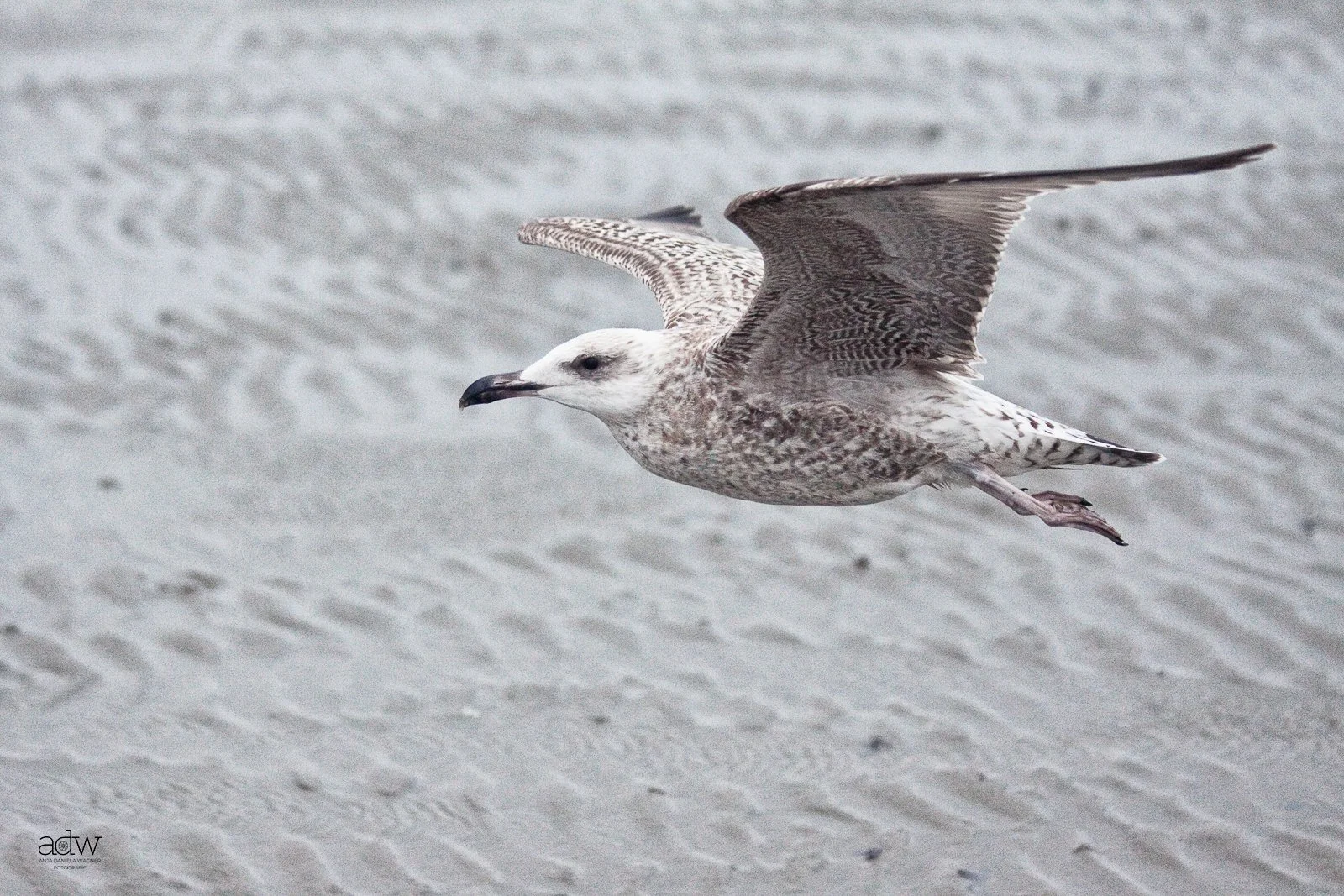 Seagull flying over sandy beach.