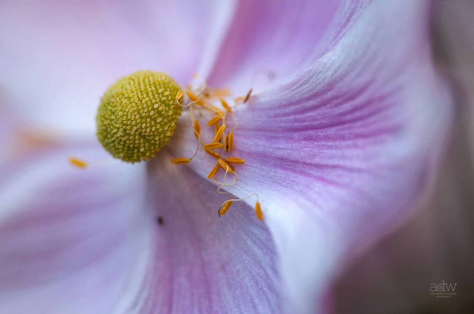 Close-up of a pink and white flower petal with a green reproductive part and tiny yellow stamens.