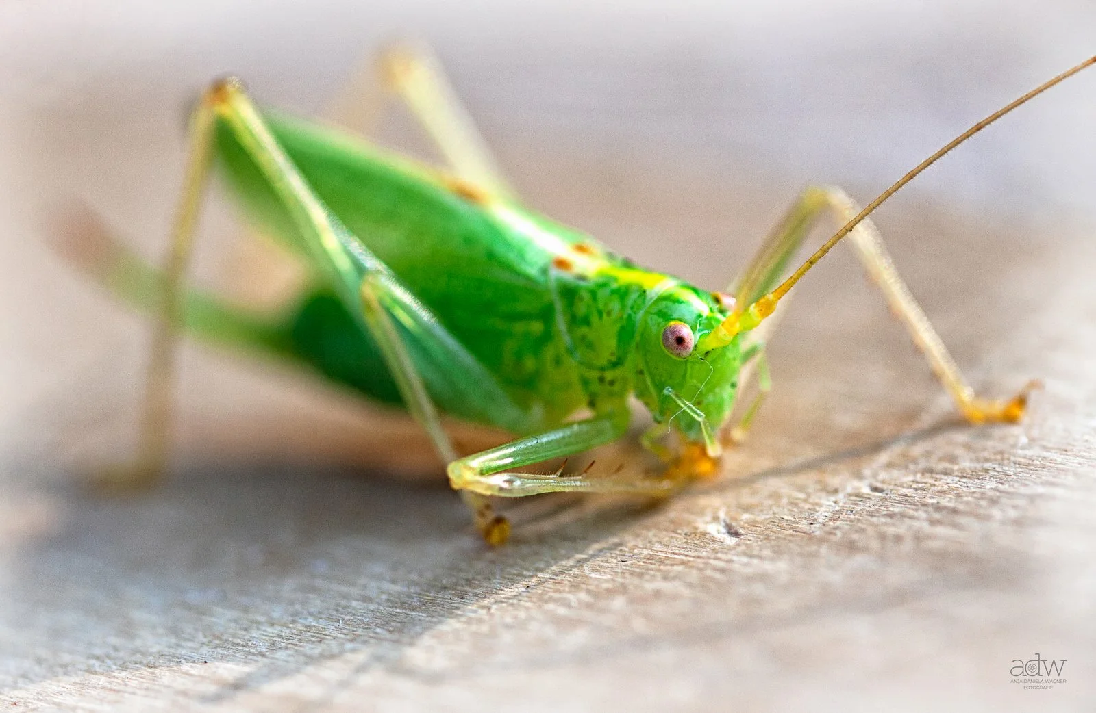 Close-up of a green grasshopper on a wooden surface.