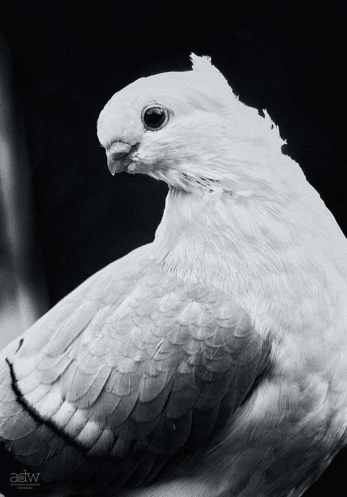 Black and white close-up of a pigeon with detailed feathers and large eye.