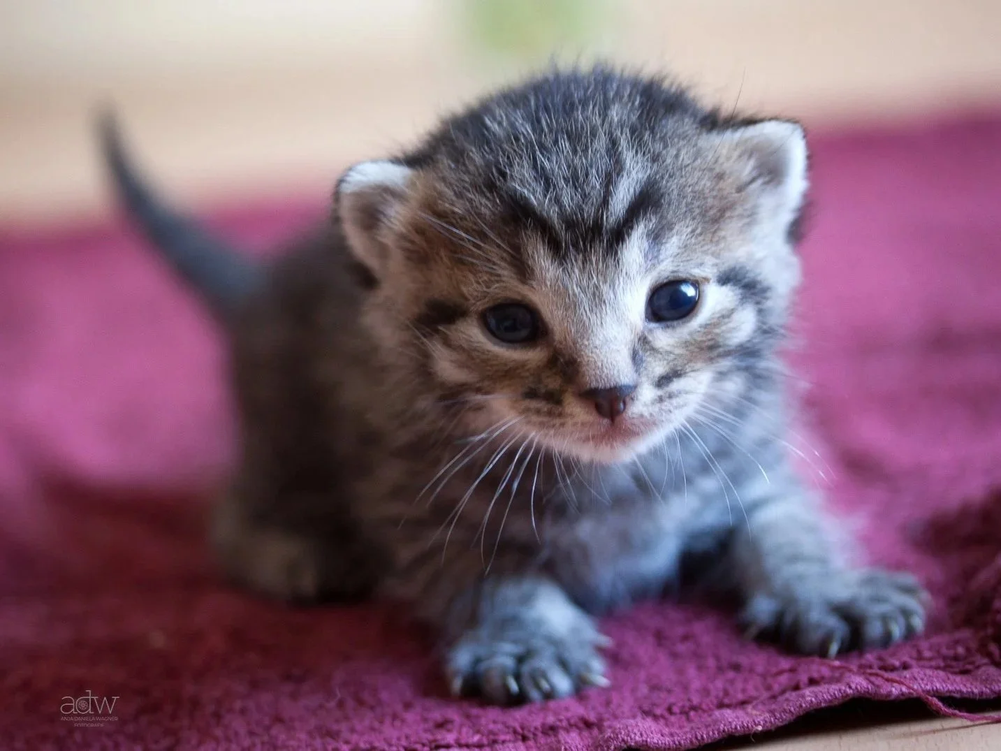 Close-up of a tiny, fluffy tabby kitten with big blue eyes lying on a red textured blanket.