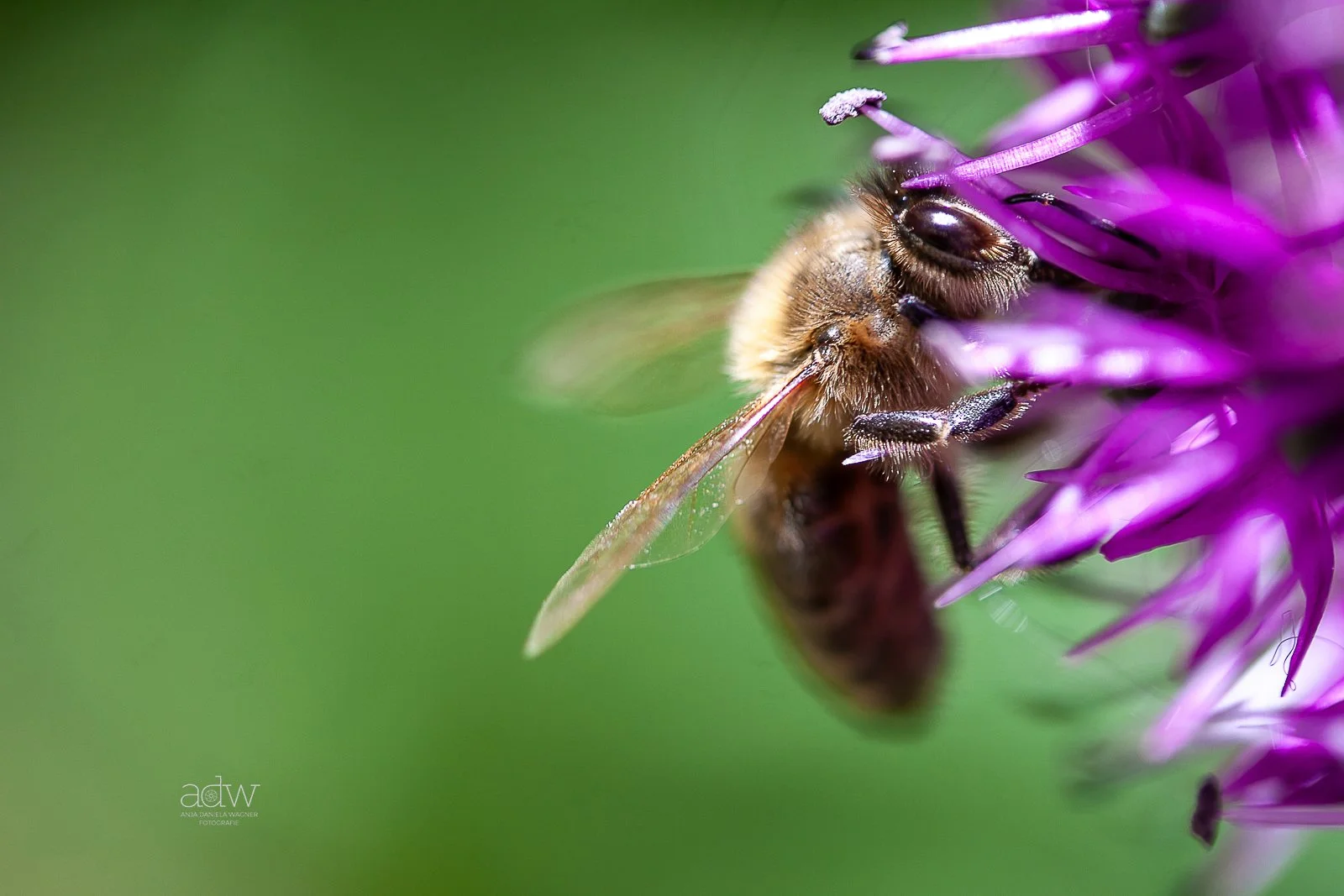Close-up of a bee collecting nectar from a purple flower with a blurred green background.