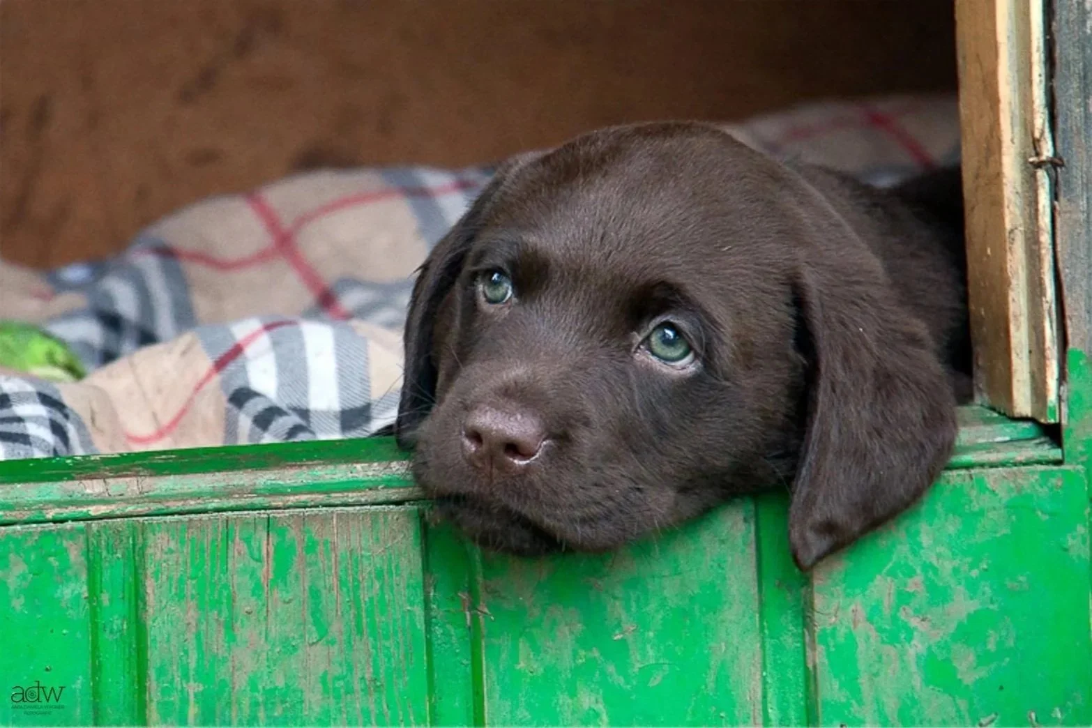 A brown puppy with green eyes resting its head on a green wooden surface, looking pensively out of a box or crate.