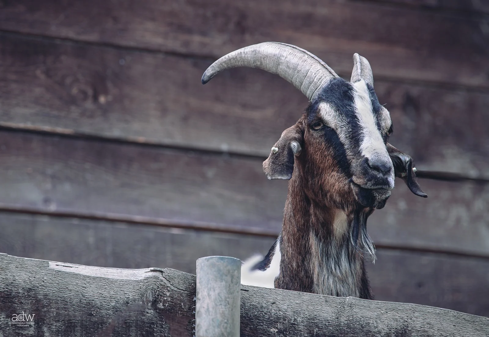 A mountain goat with curved horns standing behind a wooden fence, against a wooden wall background.