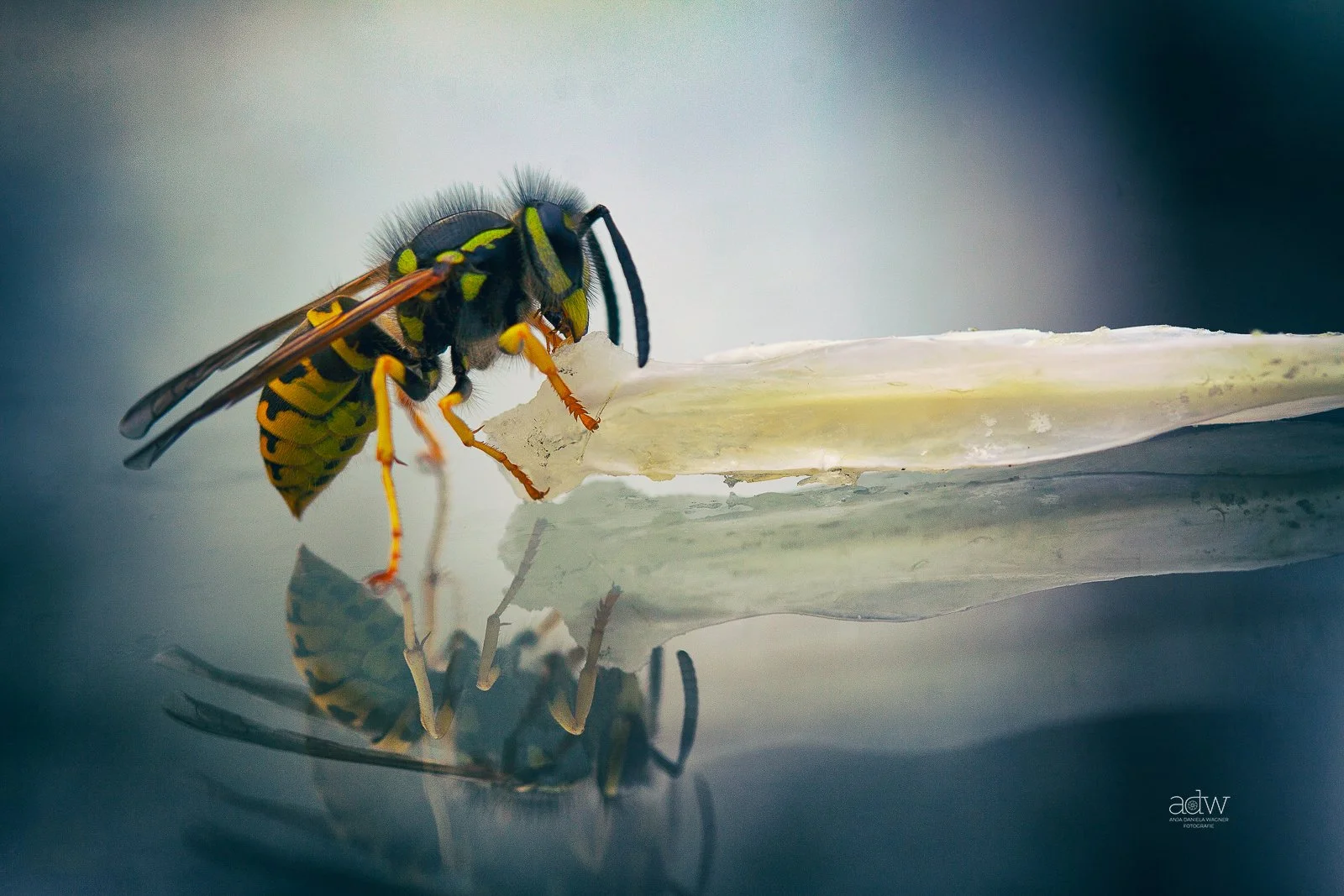 Close-up of a wasp on a white flower, with its reflection visible on a smooth surface beneath.