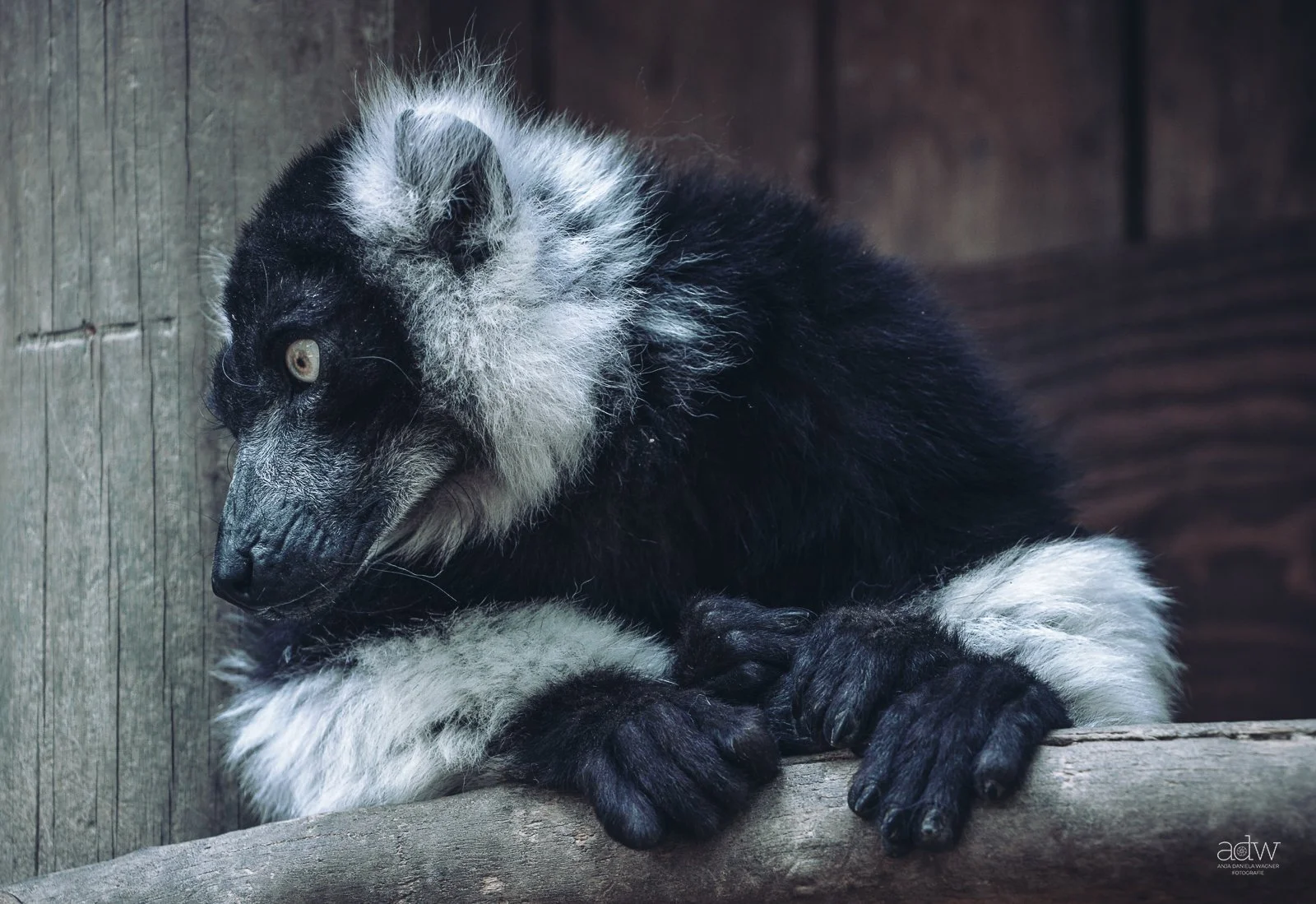 A black and white puppy with fluffy fur, sitting on a wooden surface and looking down, with a wooden wall in the background.