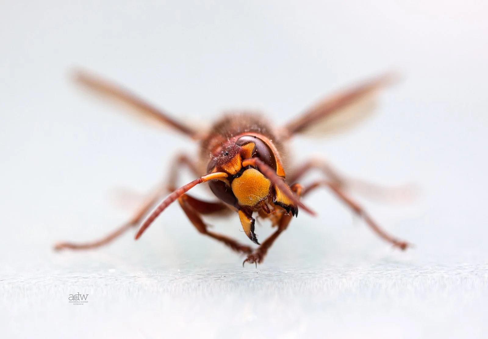 Close-up of a wasp facing the camera on a white background.