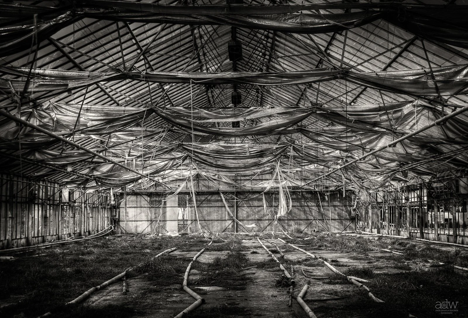 Black and white photo of the interior of an abandoned greenhouse with broken pipes and overgrown grass on the ground. The ceiling is covered with torn and hanging plastic sheets and damaged metal framework.