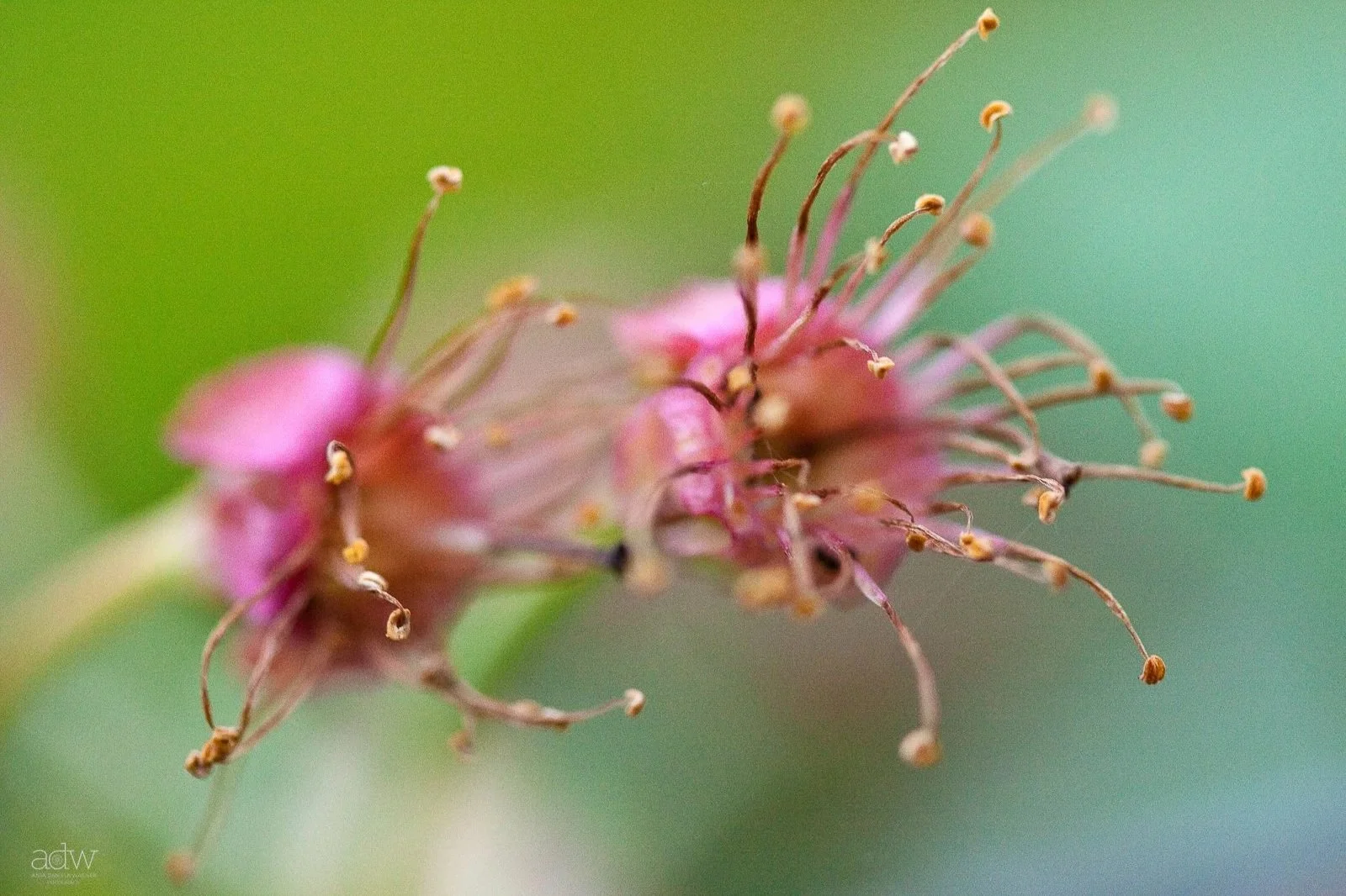 Close-up of a pink flowering plant with numerous long, thin stamens extending outward against a green background.