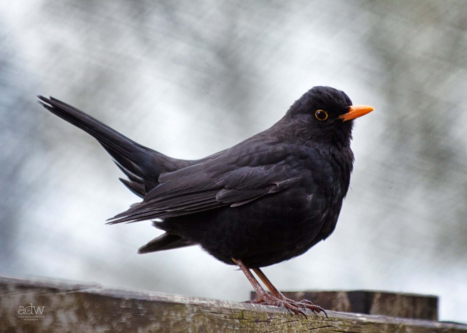 Blackbird with orange beak standing on a piece of wood against a cloudy sky background.