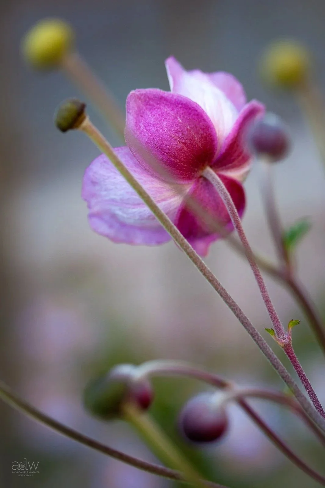 Close-up of a pink and white flower with buds and stems in soft focus.