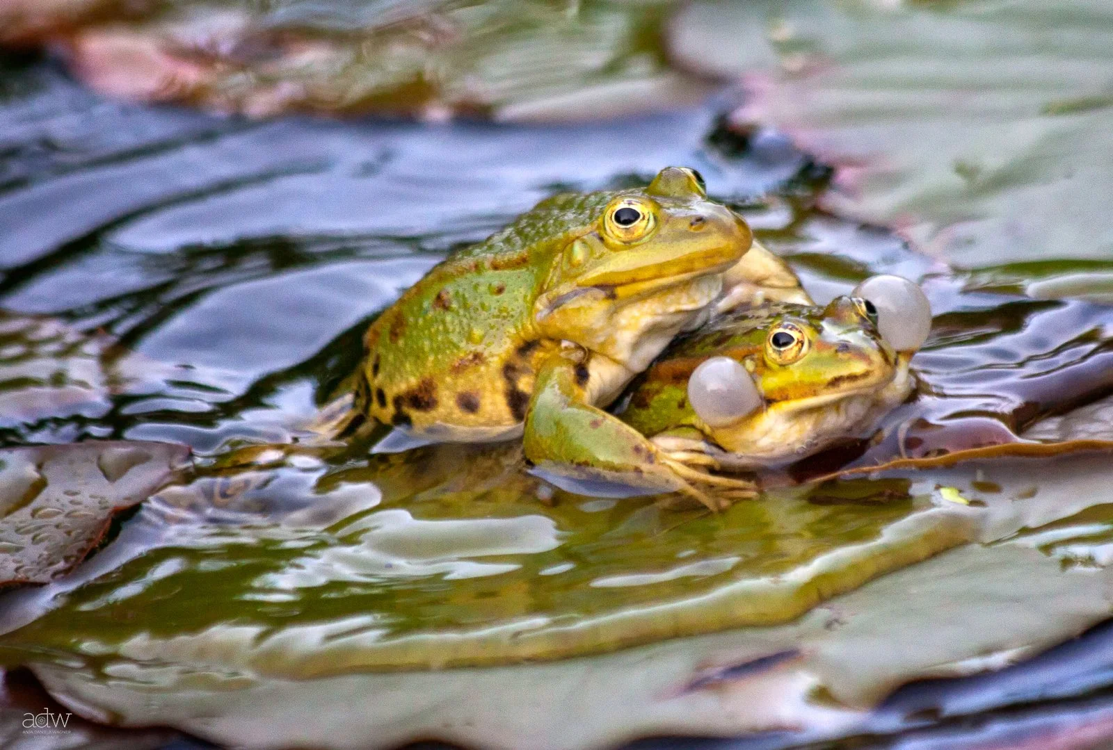 Two green frogs are on a lily pad in a pond, with one frog on top of the other, and bubbles near their mouths.