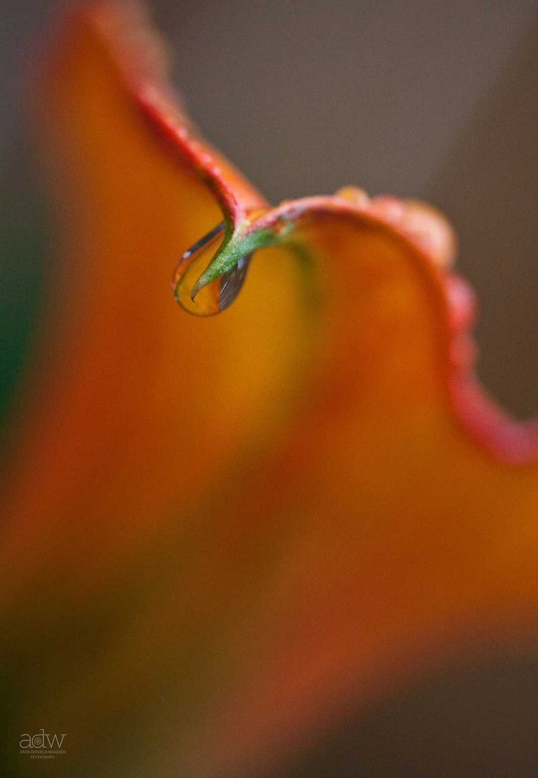 Close-up of a water droplet hanging from the edge of a red and orange flower petal with blurred background.