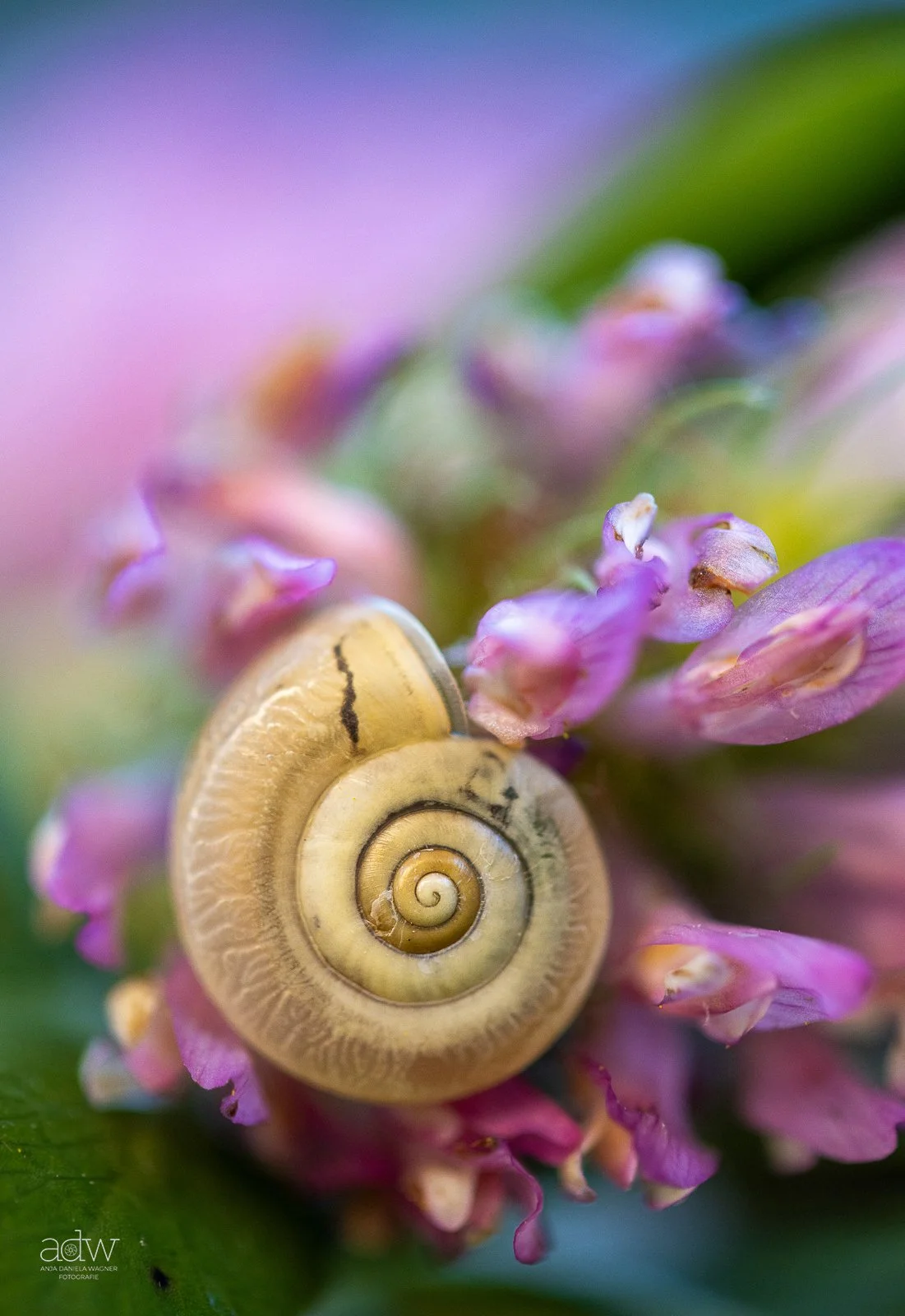 Close-up of a snail shell on purple and pink flower buds with green background.