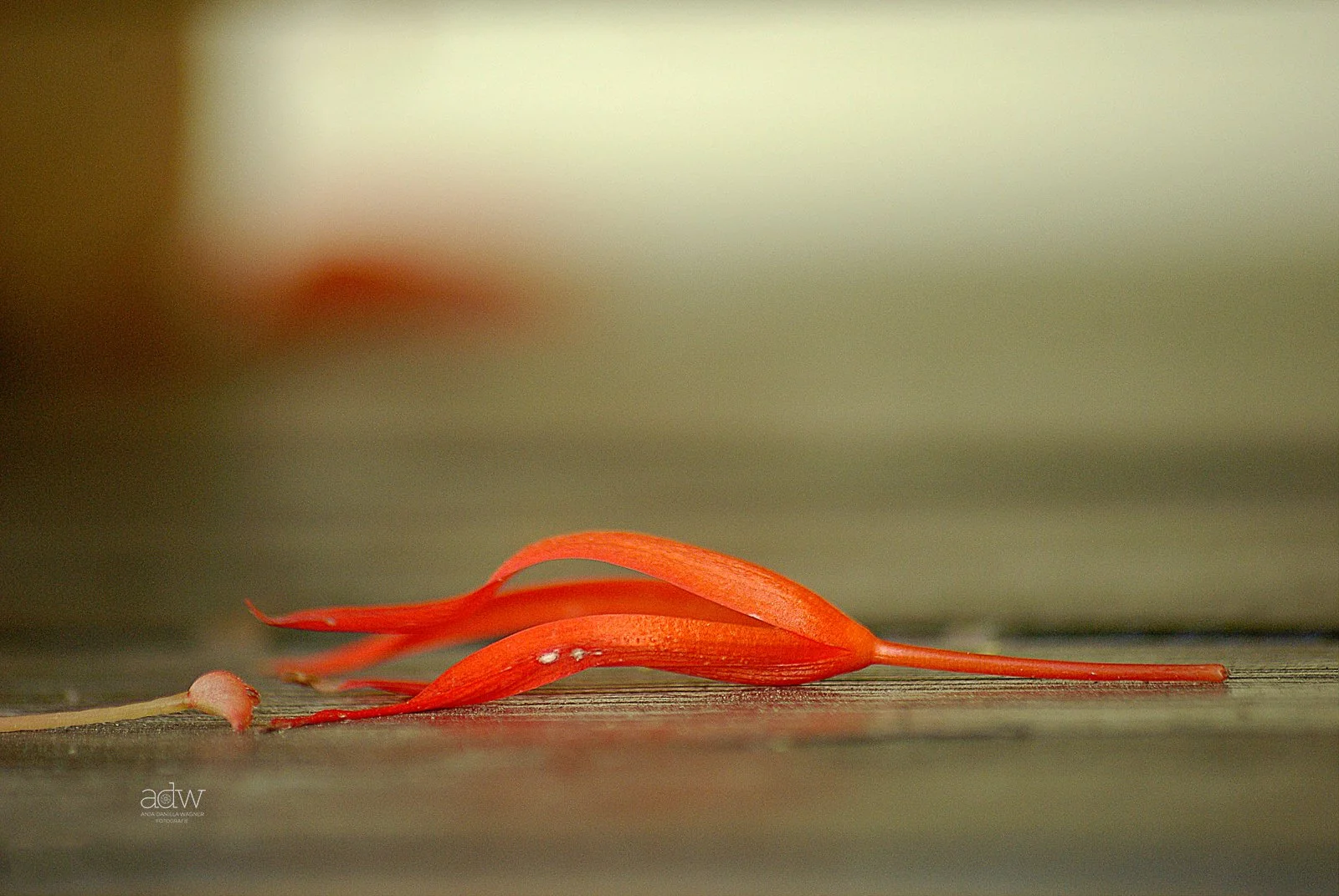 Close-up of an orange flower petal on a wooden surface with a blurred background.