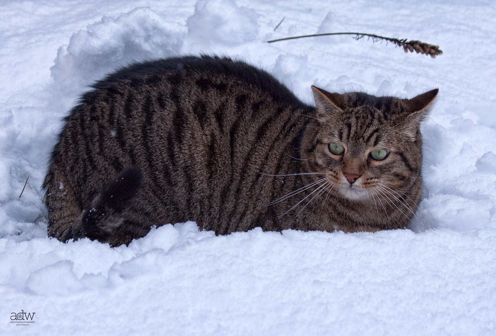 A tabby cat lying in the snow, with a fallen stalk of grass above it.