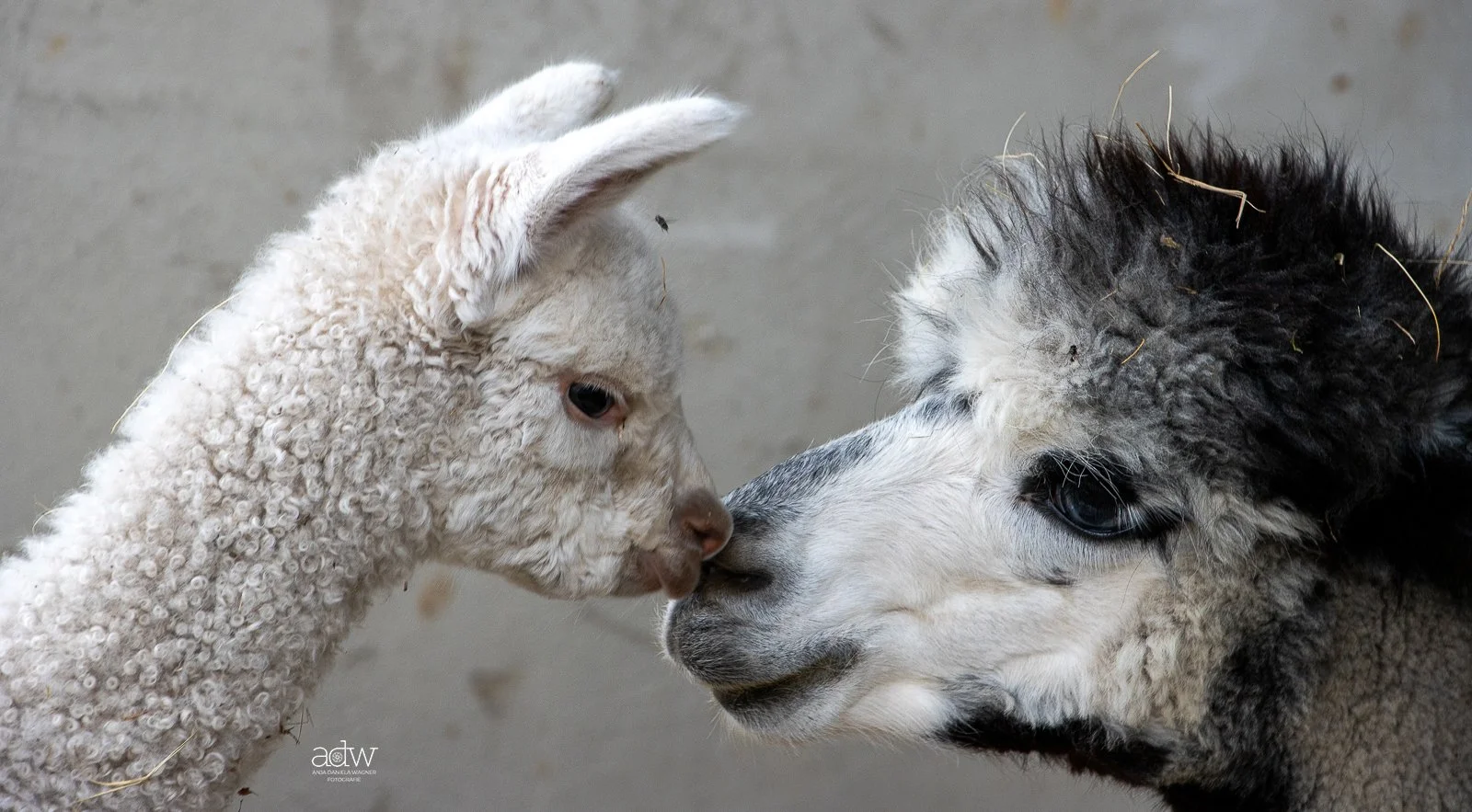 Close-up of a baby lamb and a llama touching noses in a tender moment.
