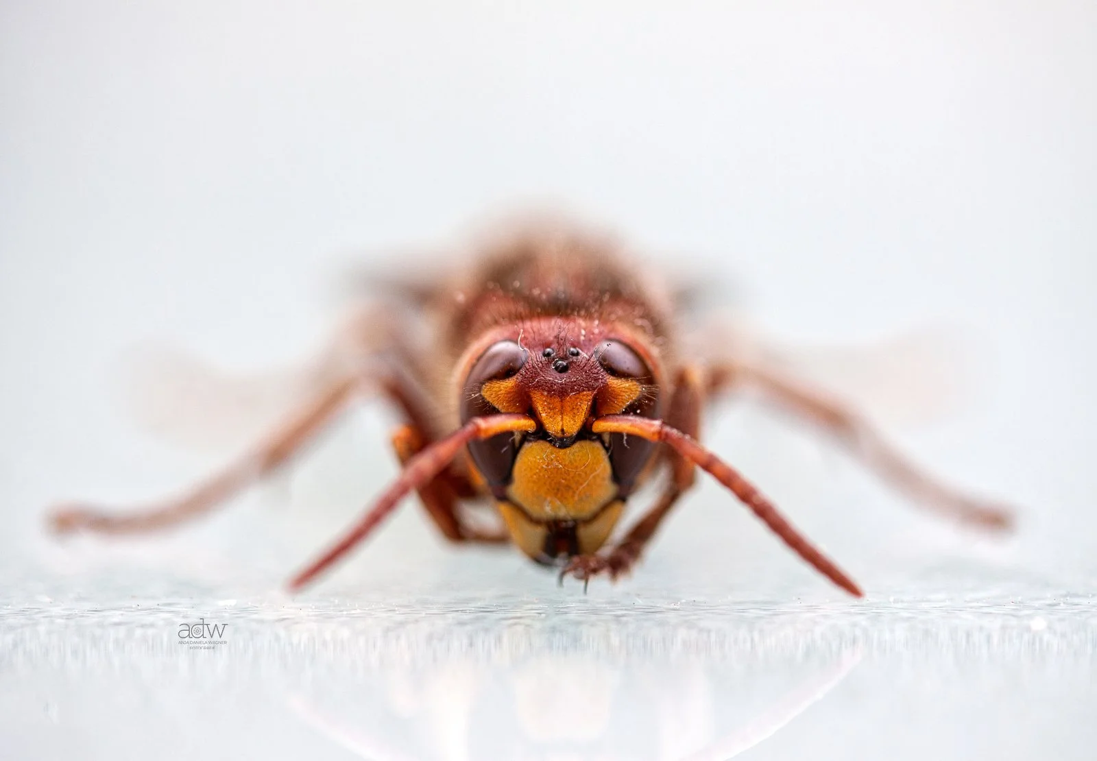 Close-up of a tiny insect with detailed facial features and antennae, viewed from above against a plain surface.