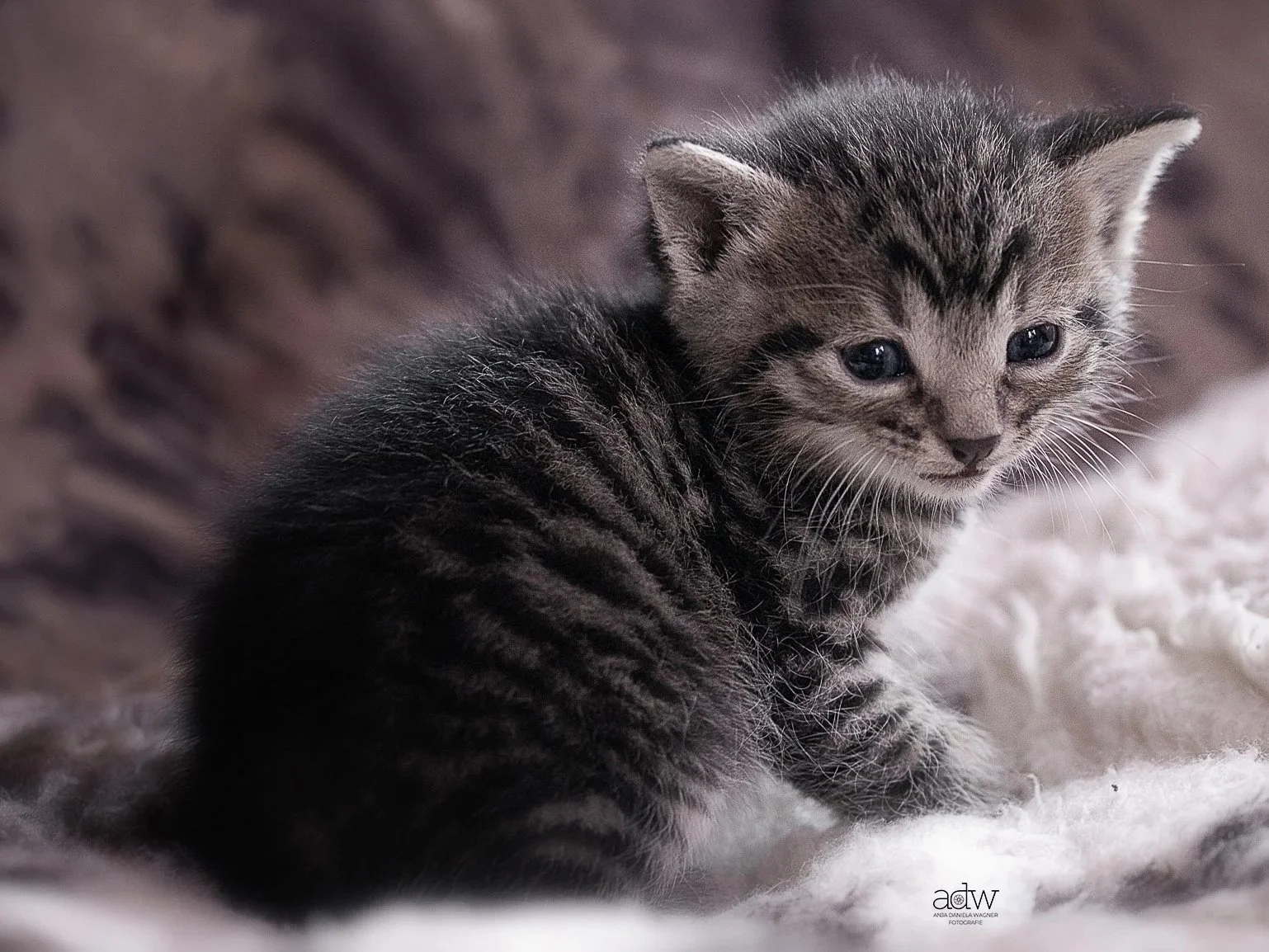 A small tabby kitten with gray and black striped fur, sitting on a soft white surface, looking over its shoulder at the camera.