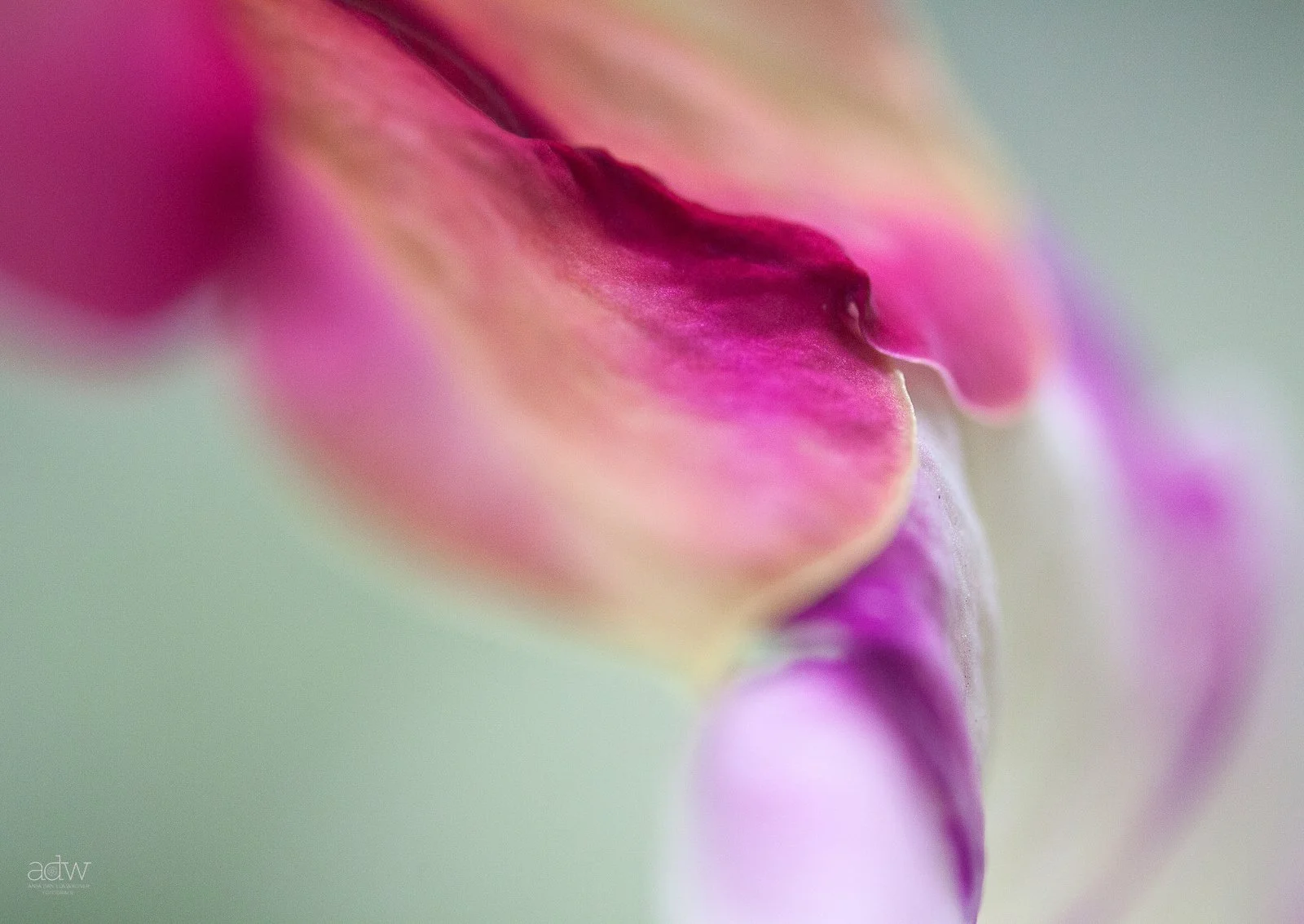 A close-up, macro photograph of a pink flower petal with soft focus and blurred edges.
