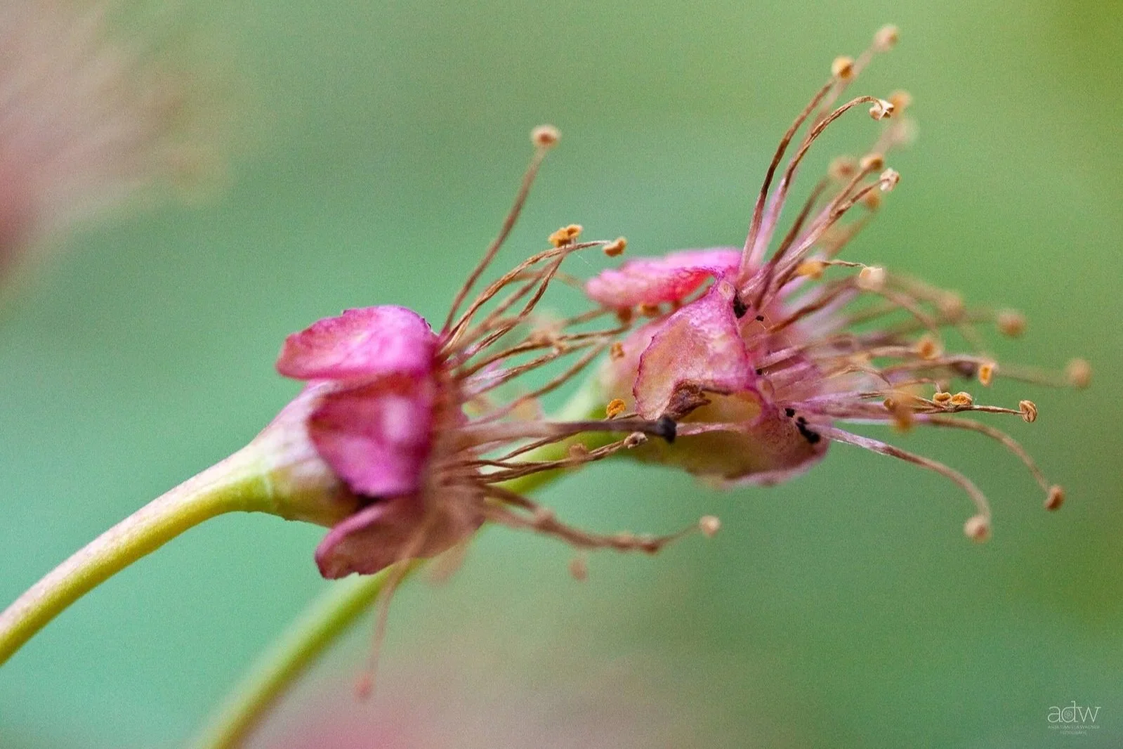 Close-up of a small pink flower with yellow stamens and green stem, blurred green background.