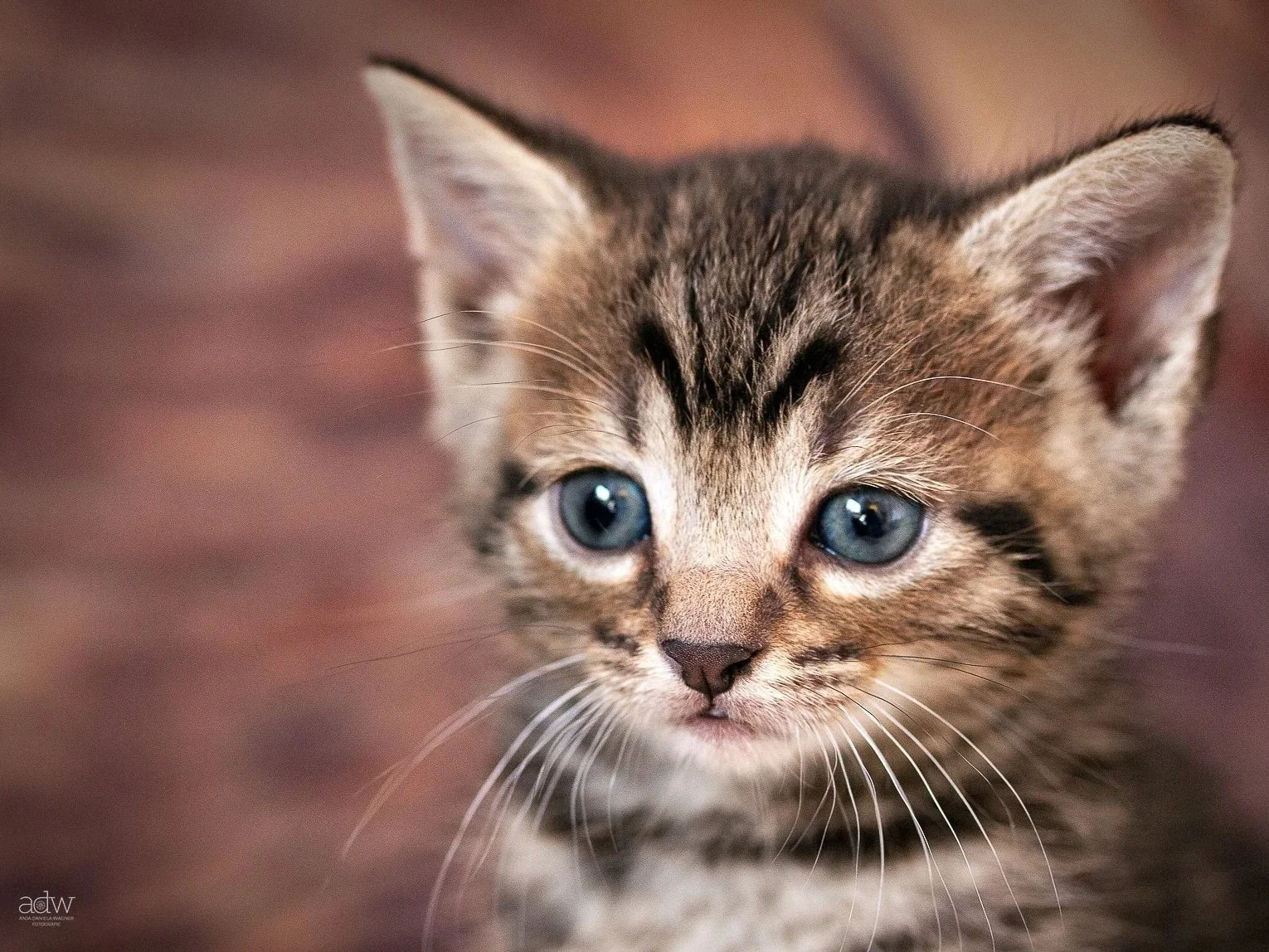 Close-up of a brown tabby kitten with blue eyes, looking slightly to the side.