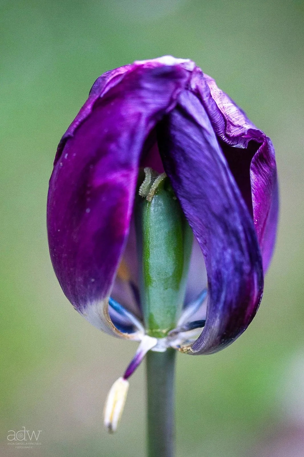 Close-up of a partially closed purple flower with green stem and blurred background.