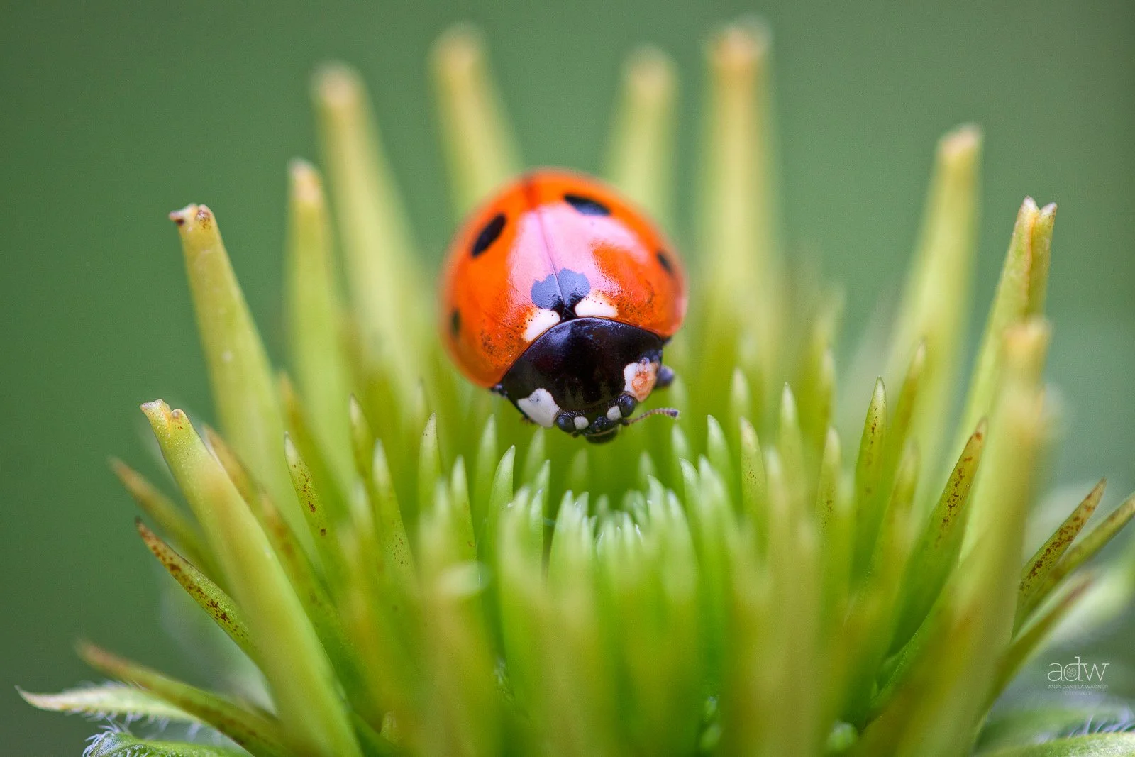 A close-up of a ladybug on a green plant with spiky leaves.