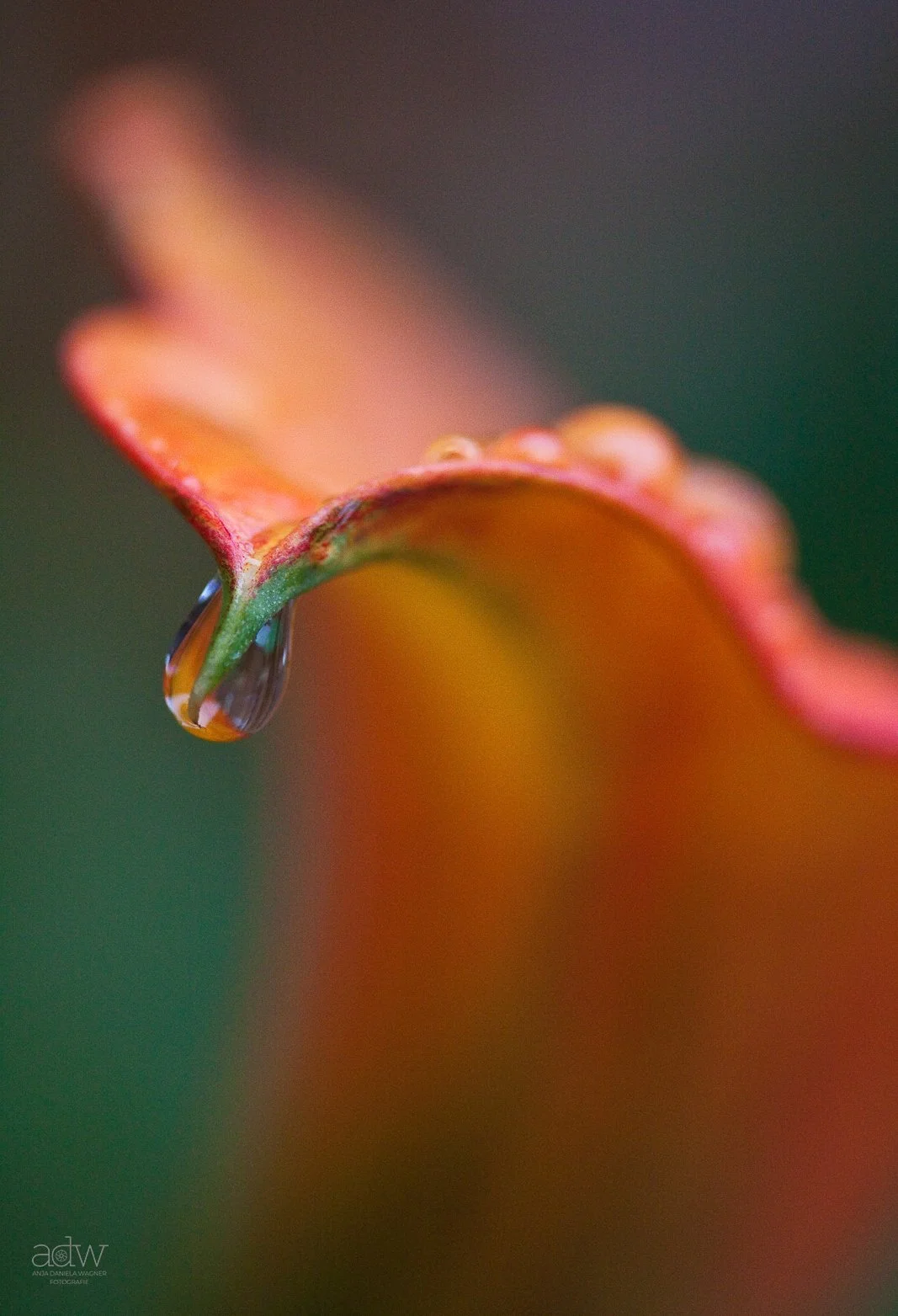 Close-up of a dew drop hanging from the edge of a colorful flower petal with a blurred green background.