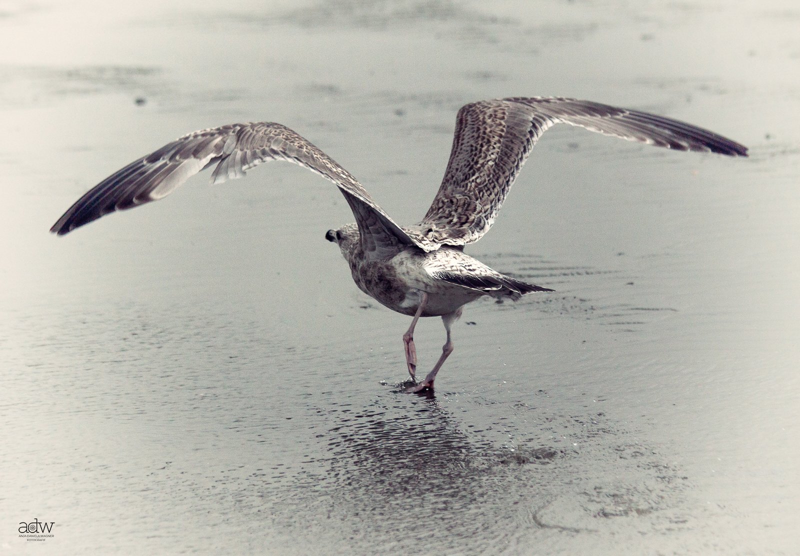 A bird with outstretched wings standing in shallow water, with a reflection visible on the surface.