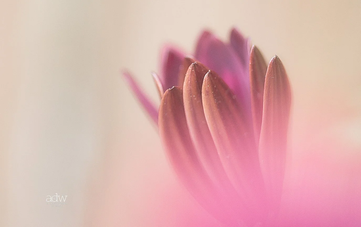 Close-up of pink and purple flower petals with soft focus and gentle lighting.