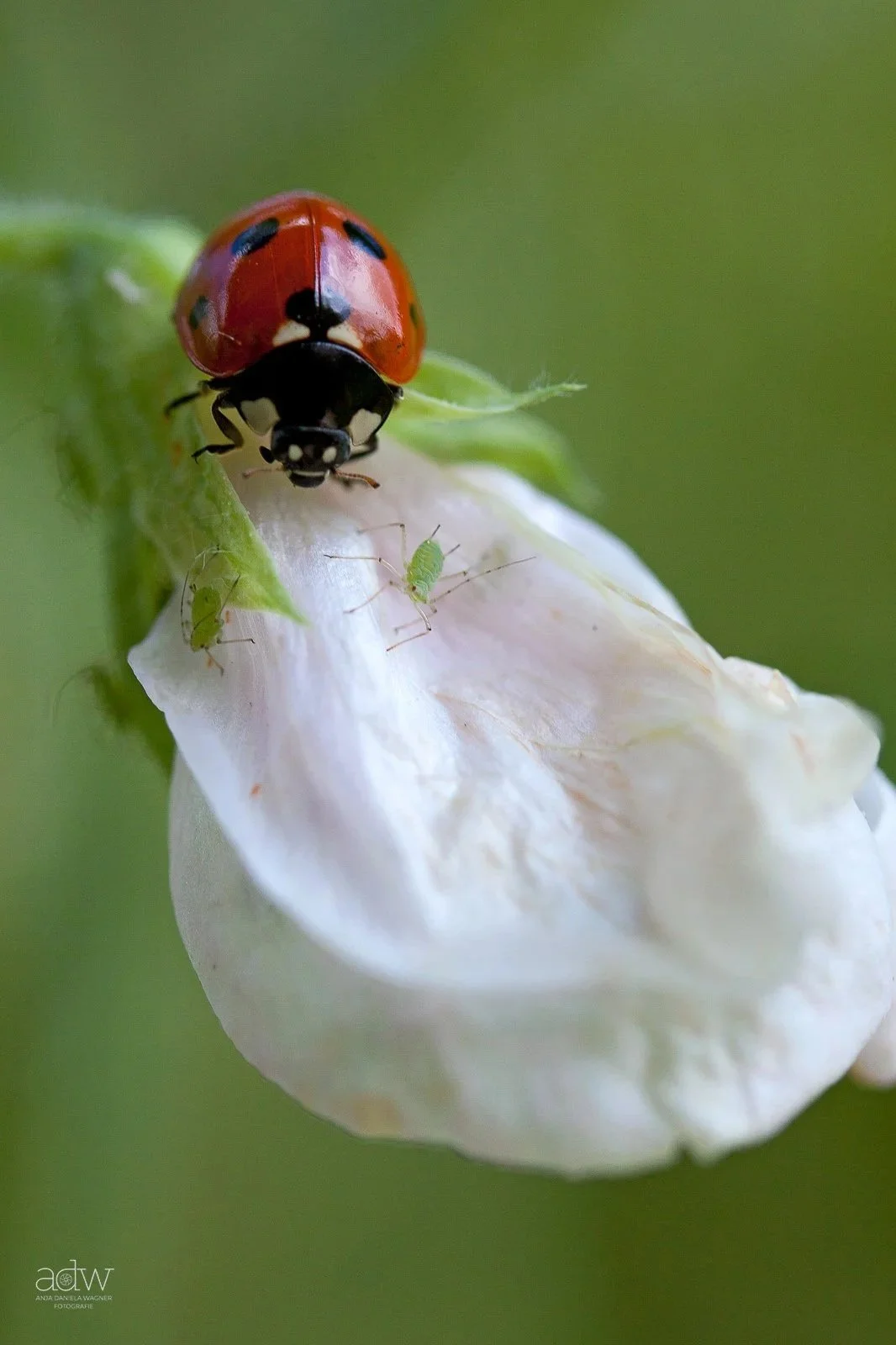 Close-up of a ladybug on a white flower bud, surrounded by small green insects, with a blurred green background.