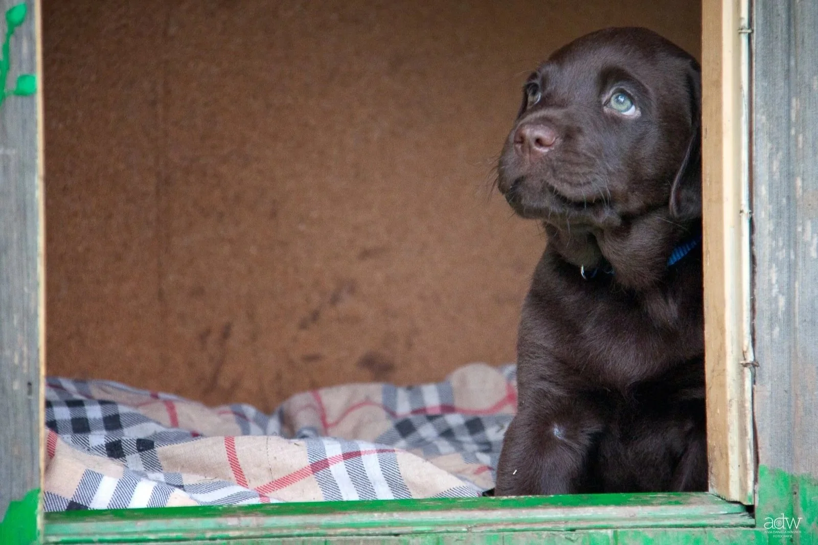 A close-up of a brown puppy sitting inside a wooden doghouse, looking out with blue eyes.