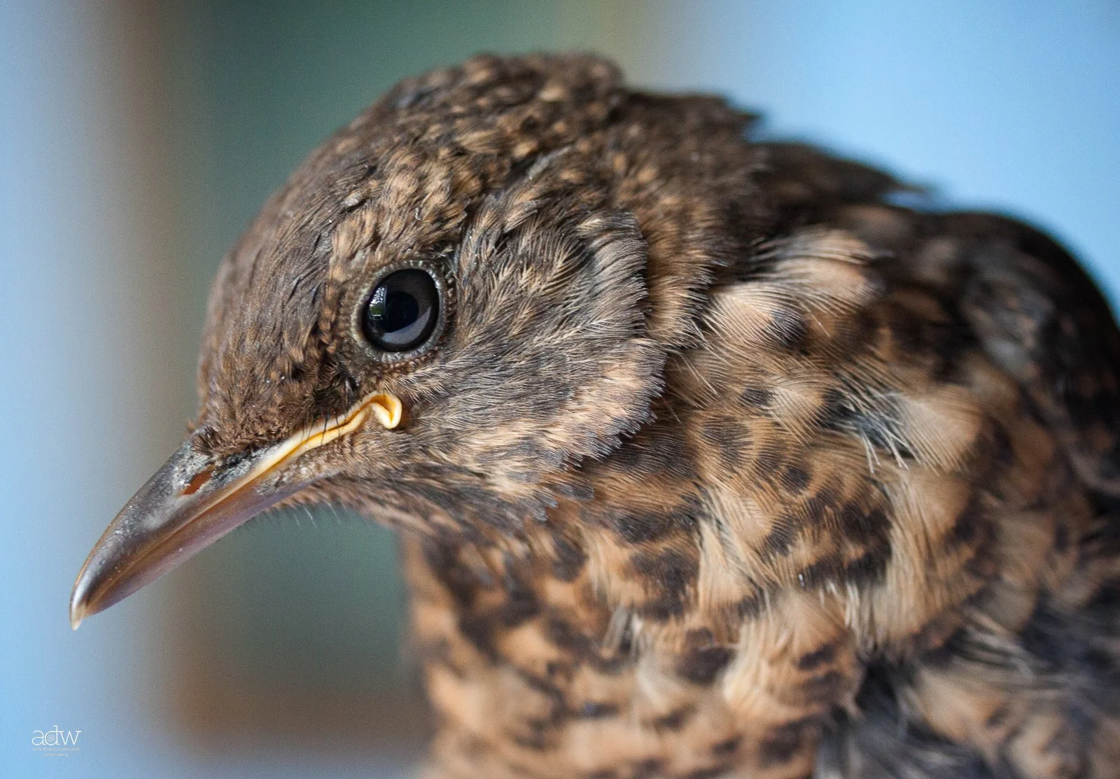 Close-up of a bird's head with black eye, beak, and brown and black feathers.