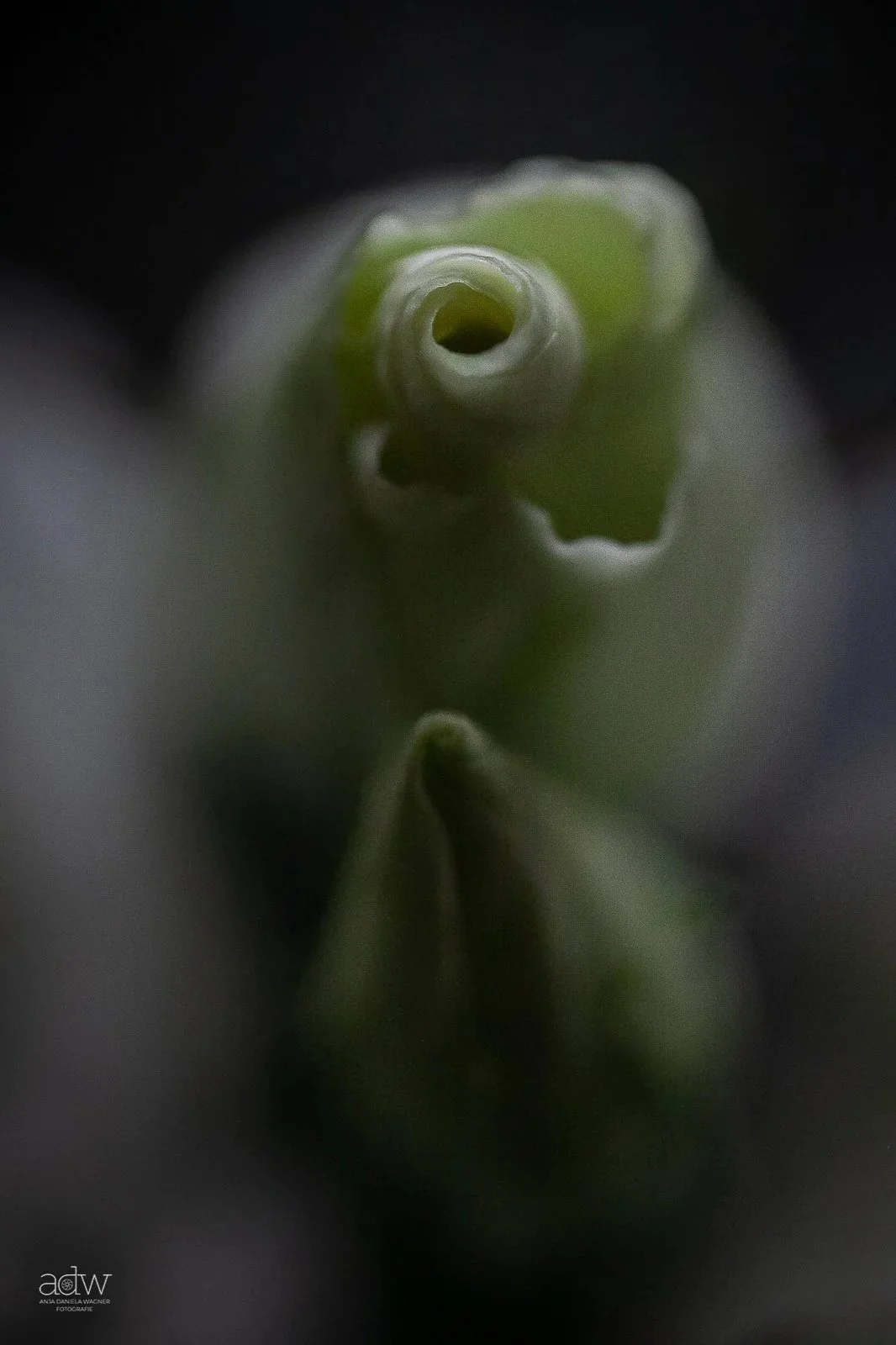 Close-up of the curled stem of a green flower or plant with a dark background.