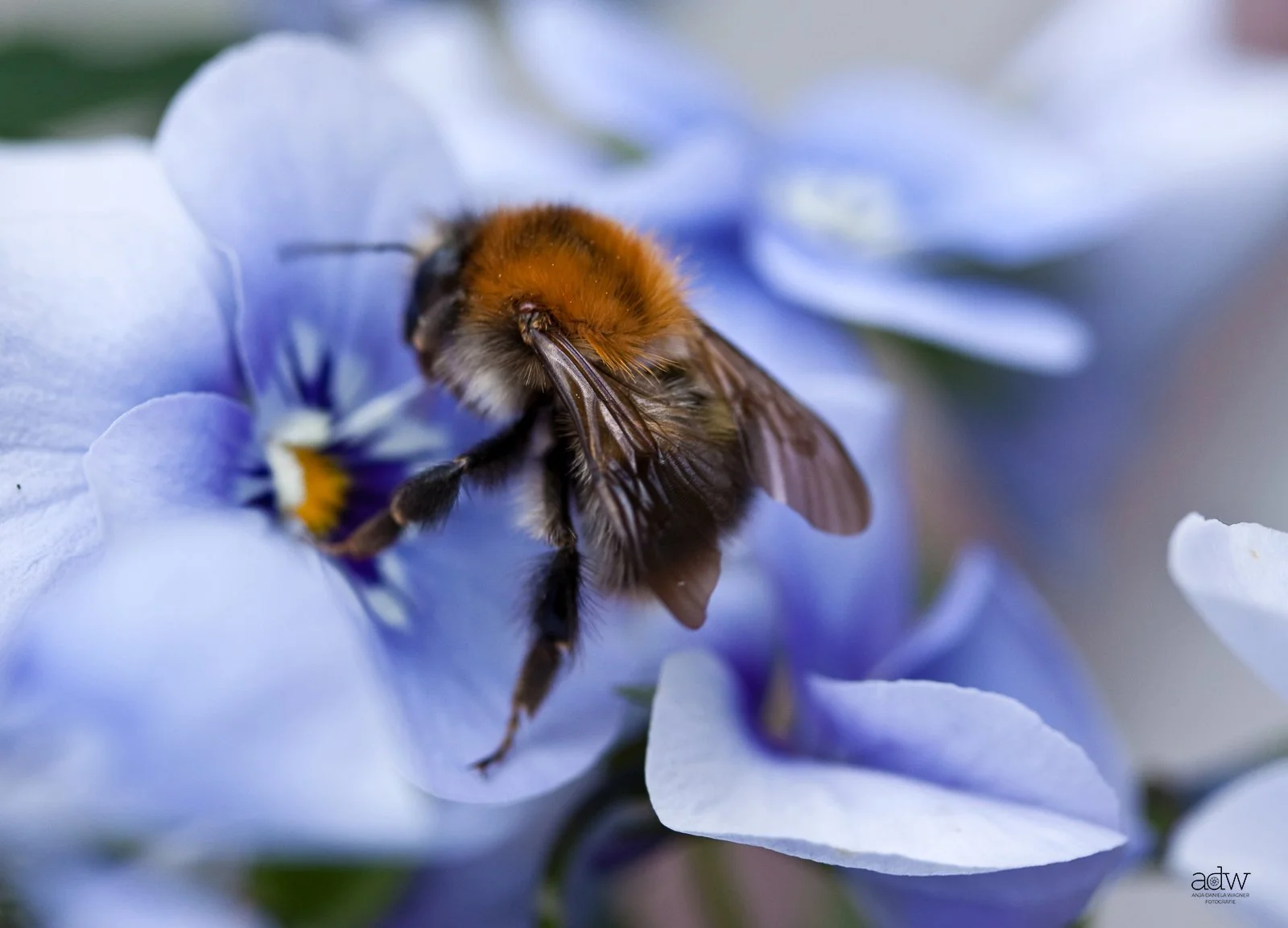 Close-up of a bee on a blue flower