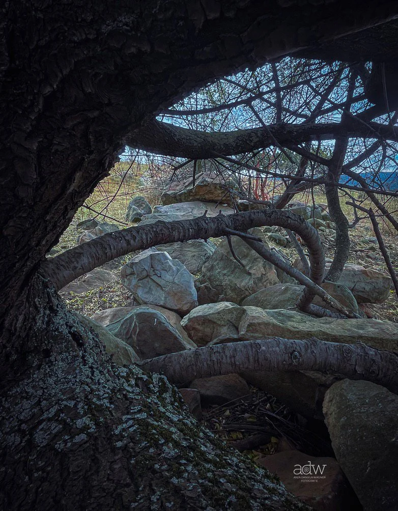 View from beneath a tree with a thick, textured trunk and twisted branches, looking out through a rocky area to a bright sky and other trees in the background.