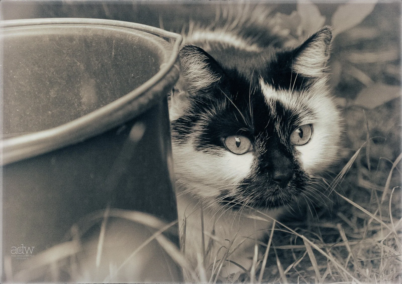 A black and white photo of a cat with piercing eyes, partially hidden behind a large container, lying on dry grass.