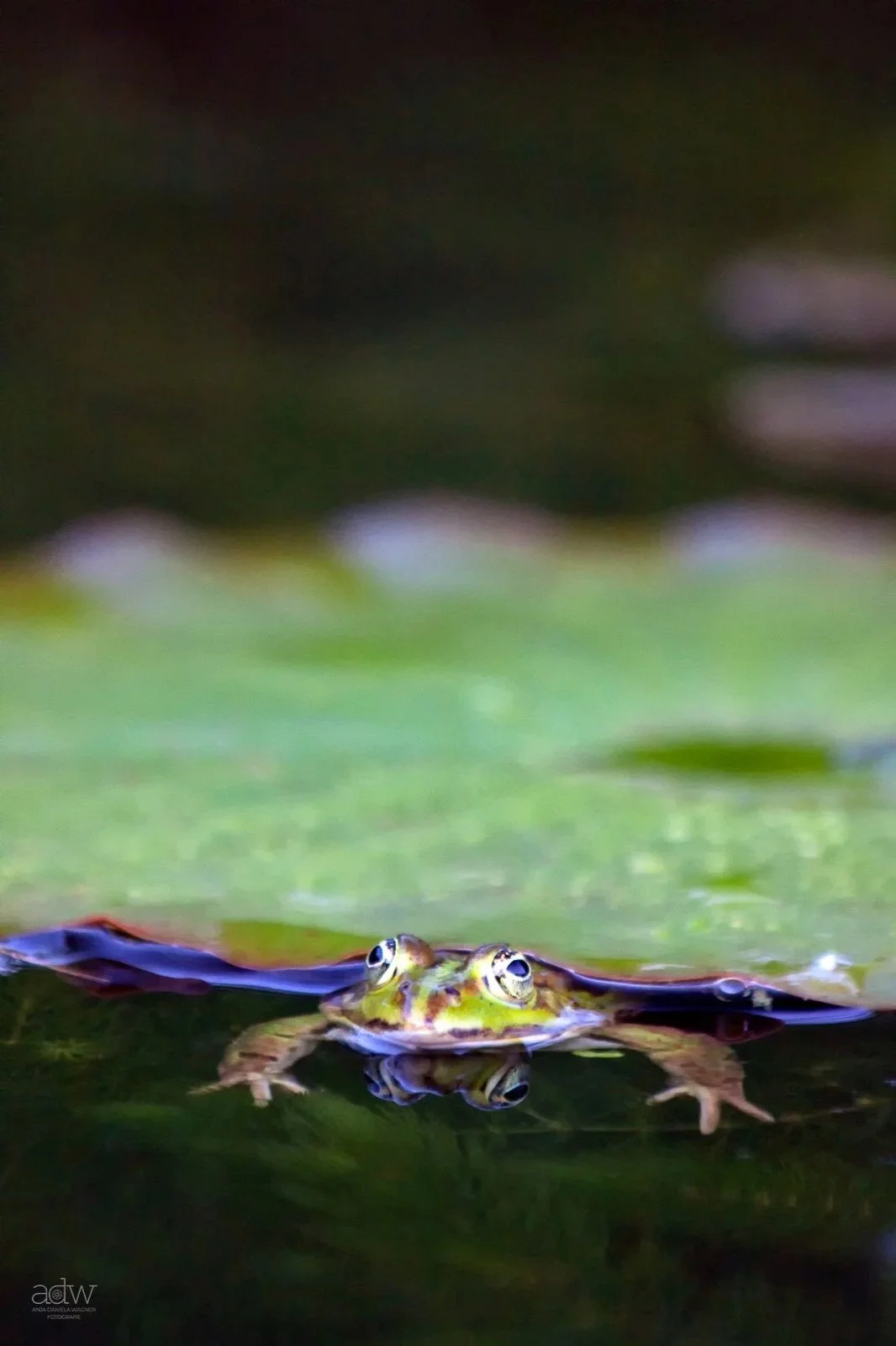 A small frog with yellow and brown markings, floating on water with only its head and eyes visible, surrounded by green and dark water.