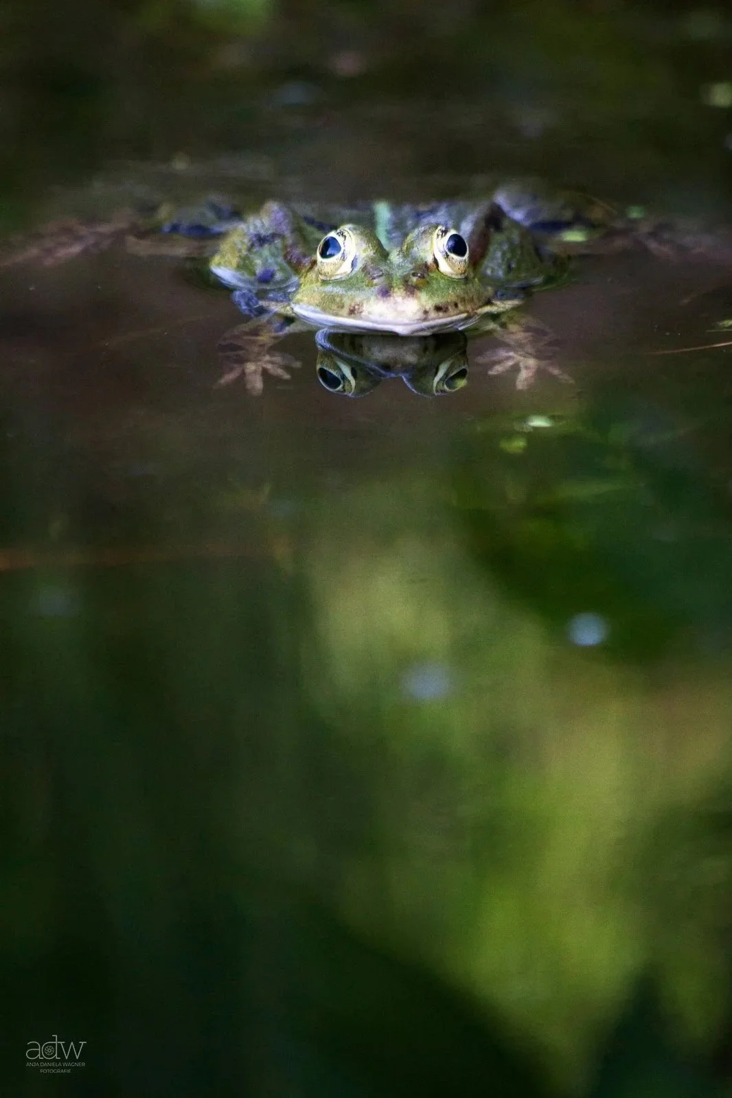 Close-up of a frog partially submerged in water, with only its head visible above the surface, reflecting in the water.