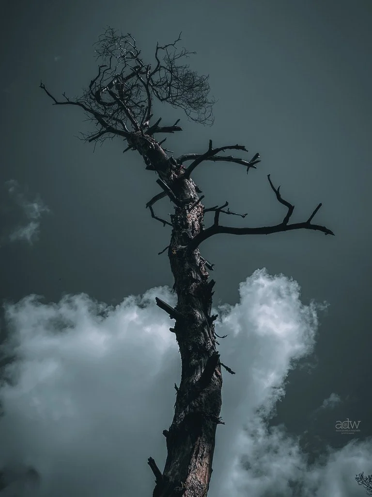 A tall, leafless, and weathered tree against a dark, cloudy sky.