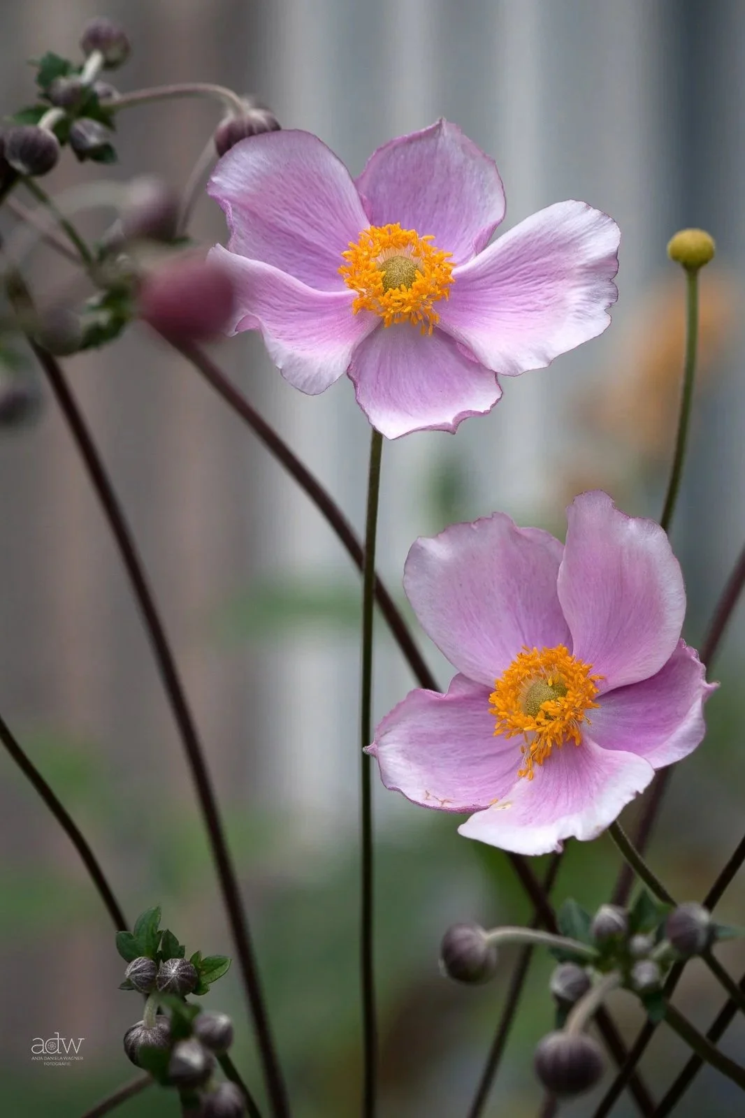 Close-up of two pink flowers with yellow centers and purple buds on the stems, with a blurred background.