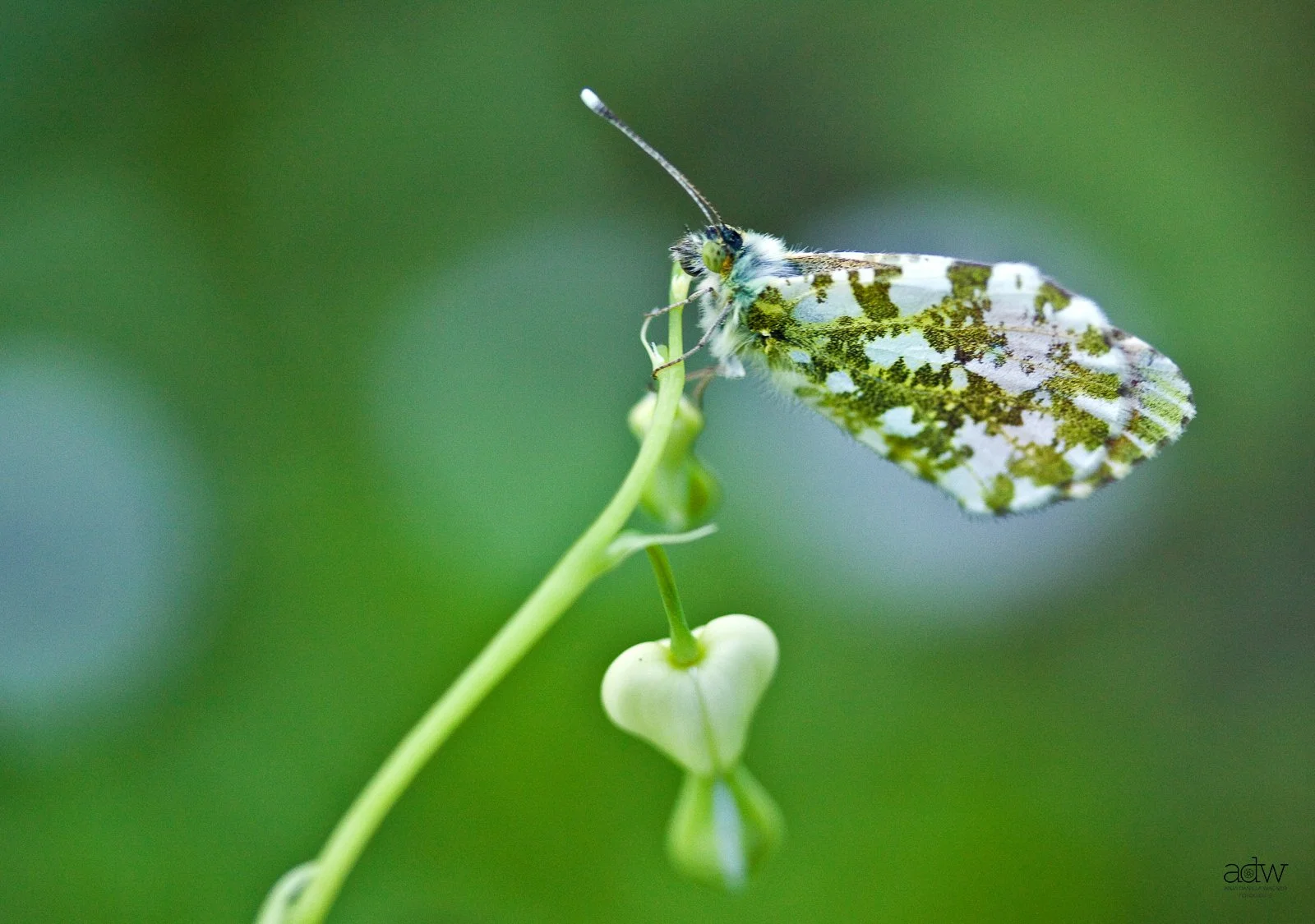 Close-up of a butterfly with white and green patterned wings perched on a delicate, curved green plant stem with small hanging buds, against a soft green background.