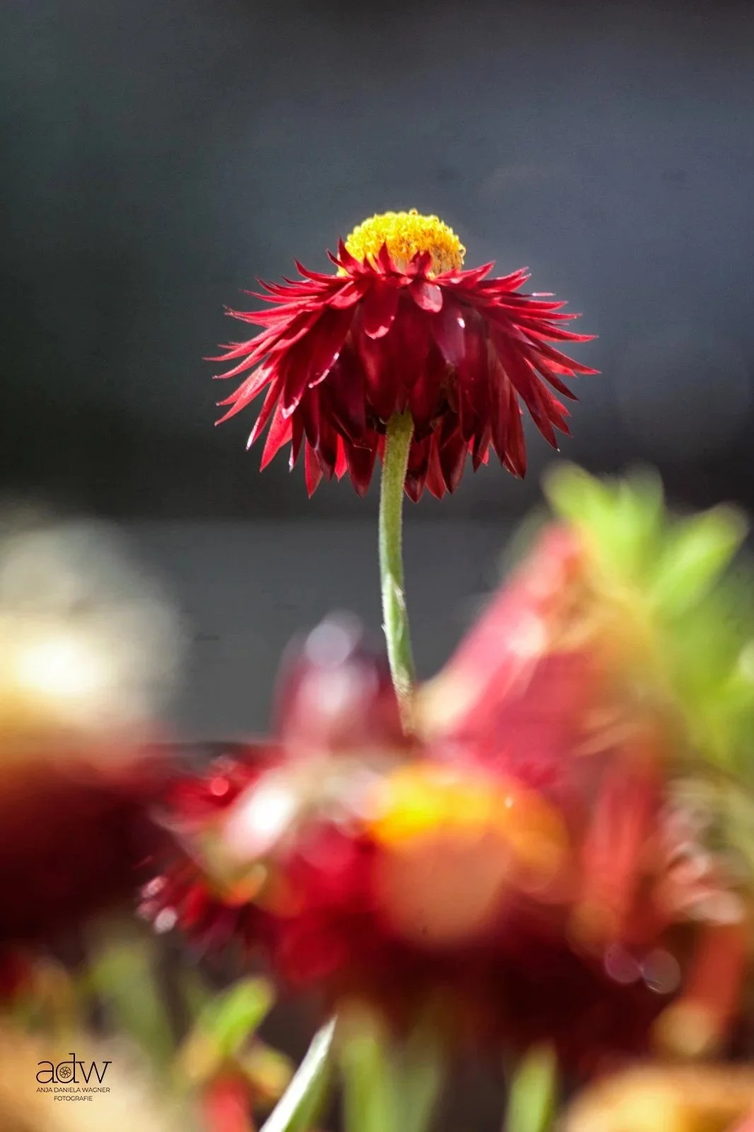 Close-up of a red and yellow flower with a black background.