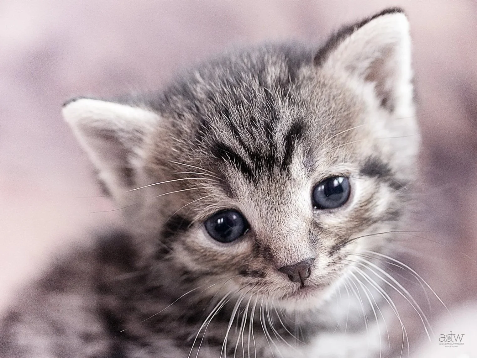 Close-up of a gray tabby kitten with blue eyes.