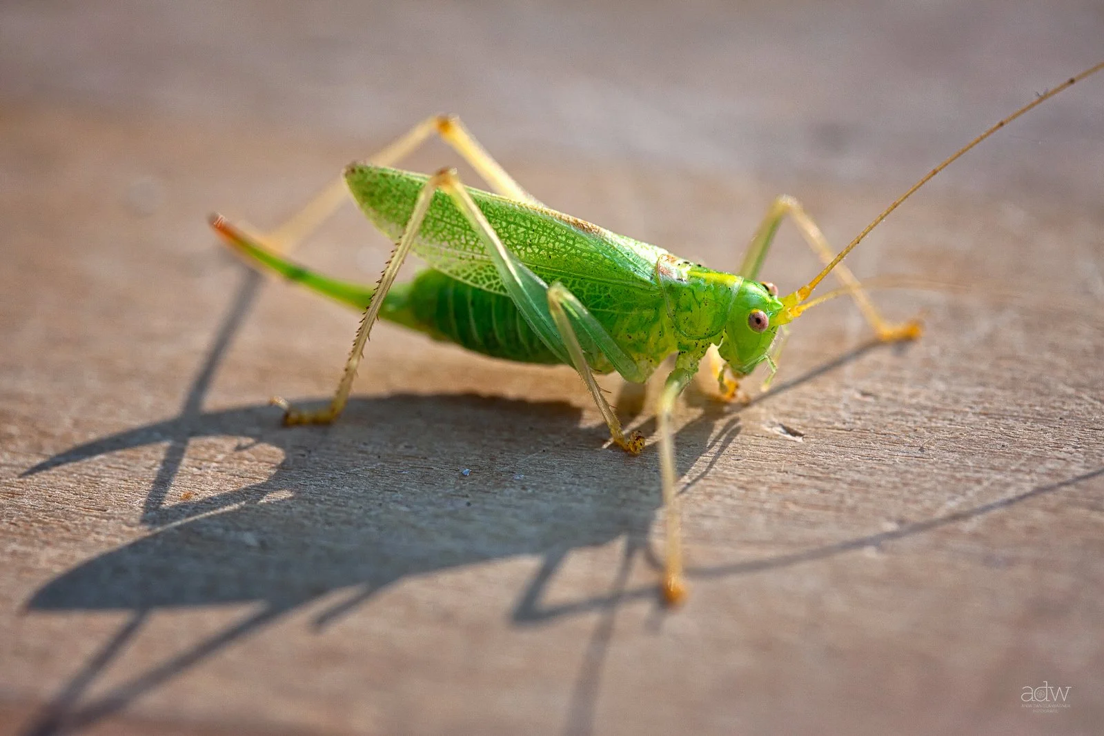 Close-up of a green grasshopper on a wooden surface, casting a shadow.