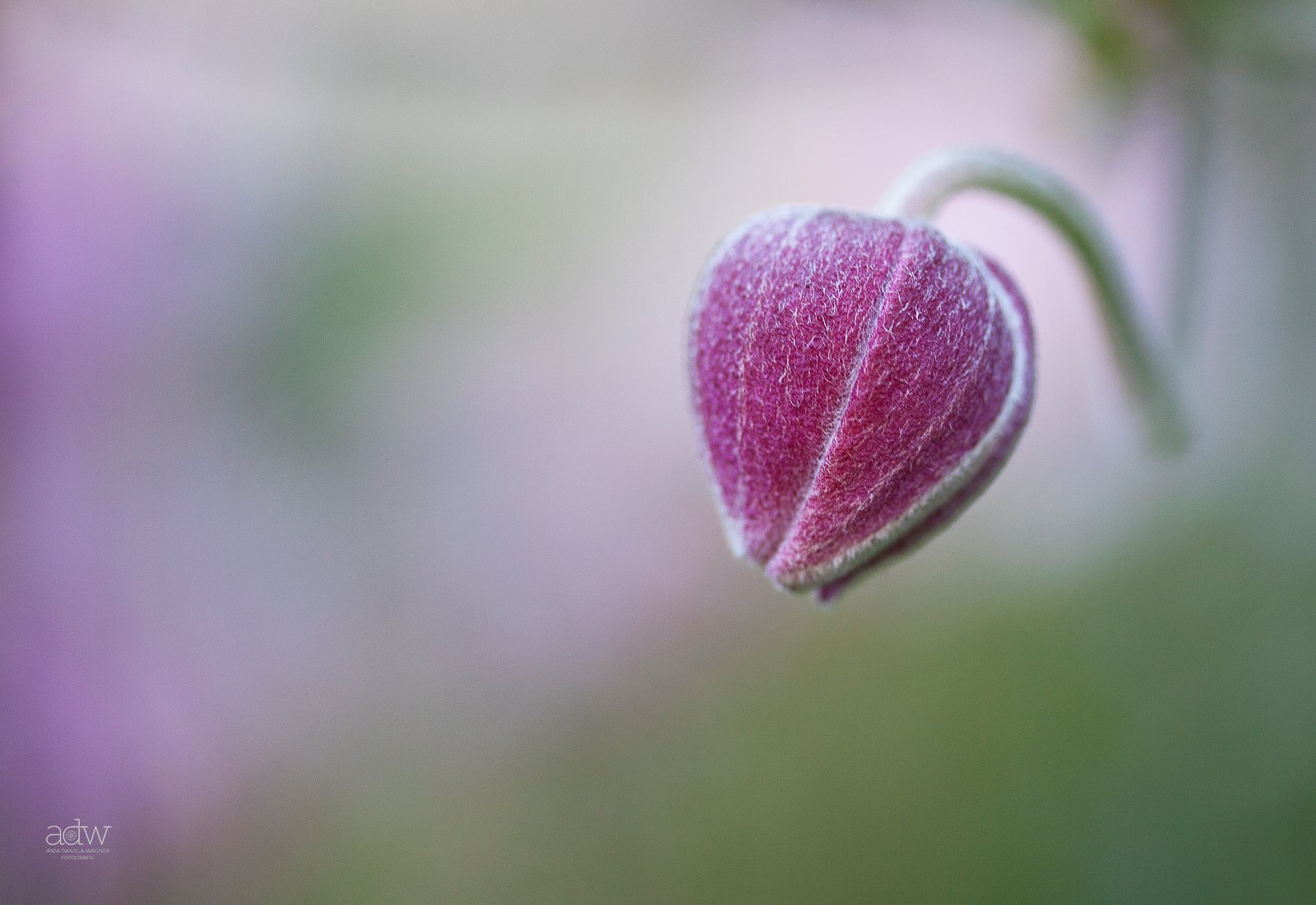 Close-up of a pink, fuzzy flower bud with a soft, blurred green and purple background.