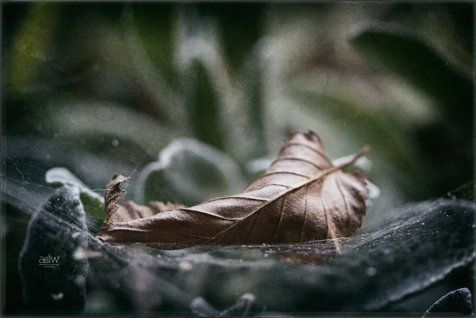 Close-up of a brown, dried leaf on a spider web with a blurred green background.